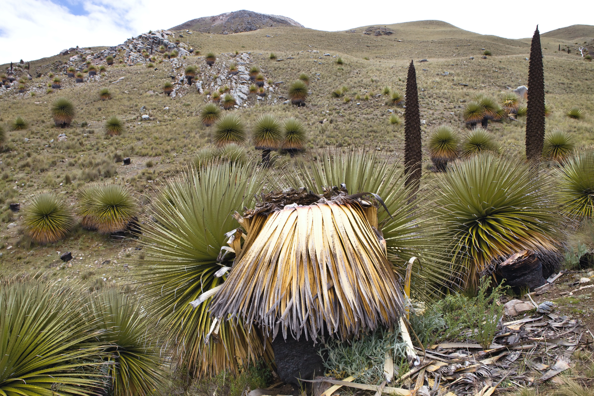 La puya de Raimondi : la fleur géante des Andes qui ne fleurit qu’une fois la puya de raimondi titanka fleur reine des andes 5 la-puya-de-raimondi-titanka-fleur-reine-des-andes-5