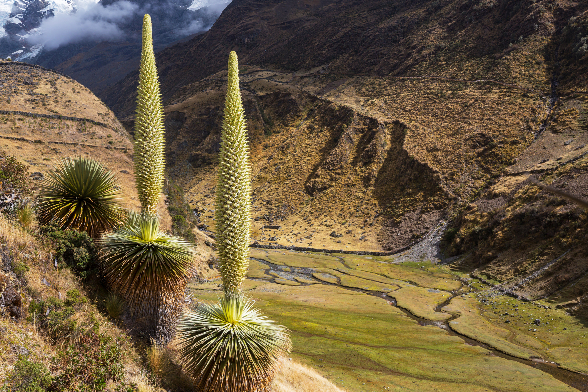 La puya de Raimondi : la fleur géante des Andes qui ne fleurit qu’une fois la puya de raimondi titanka fleur reine des andes 7 la-puya-de-raimondi-titanka-fleur-reine-des-andes-7