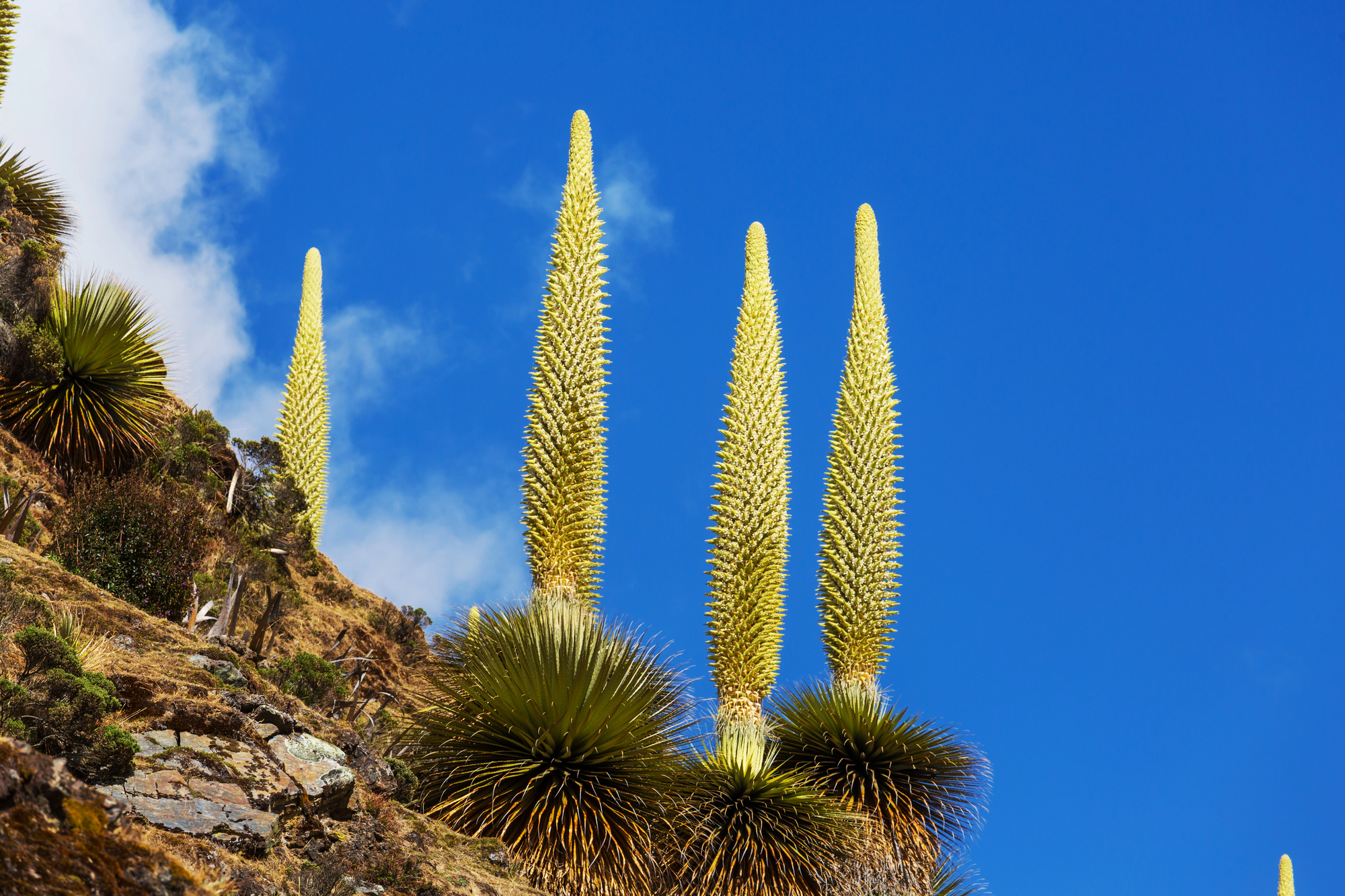La puya de Raimondi : la fleur géante des Andes qui ne fleurit qu’une fois la puya de raimondi titanka fleur reine des andes 8 la-puya-de-raimondi-titanka-fleur-reine-des-andes-8