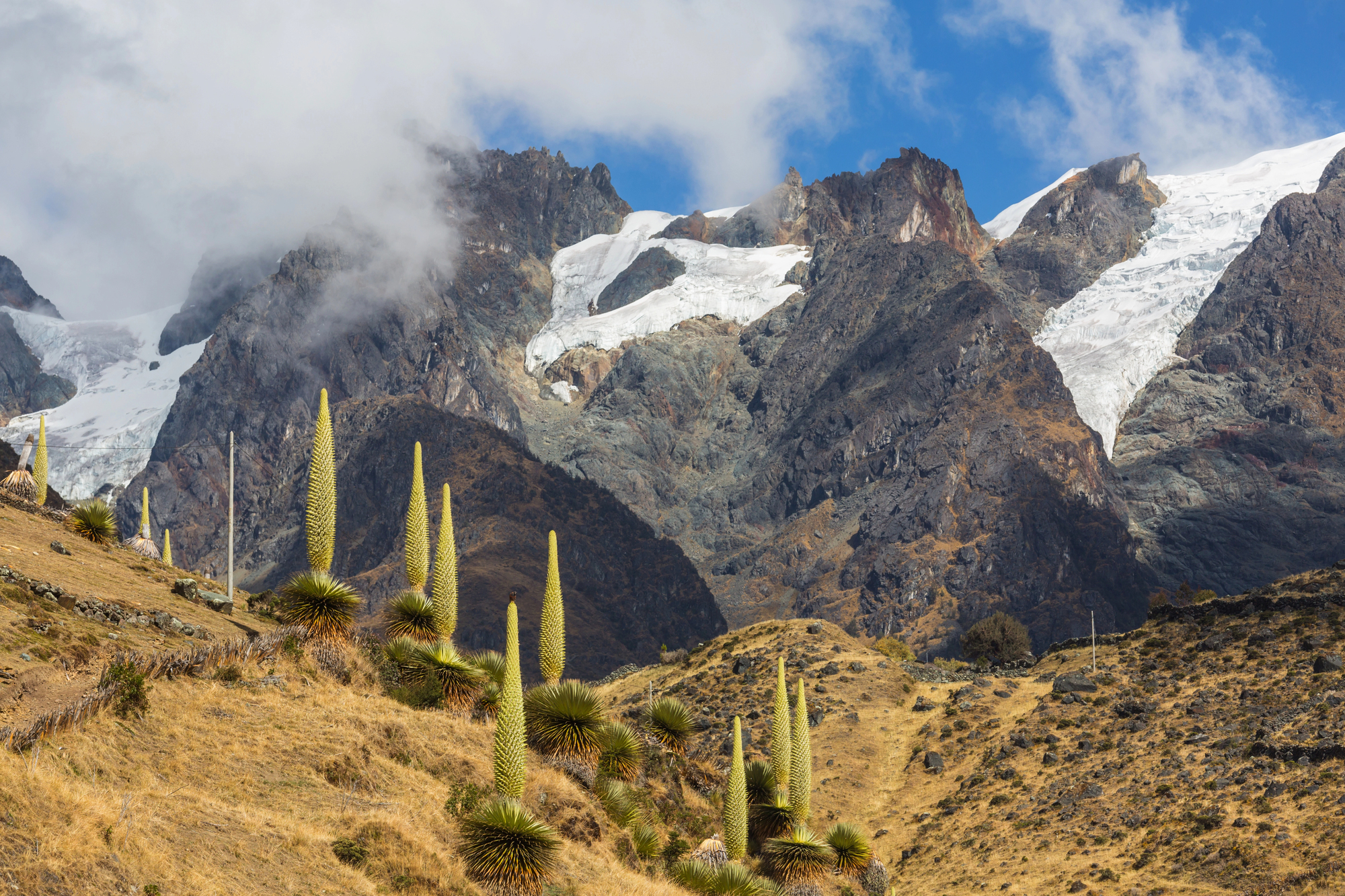 La puya de Raimondi : la fleur géante des Andes qui ne fleurit qu’une fois la puya de raimondi titanka fleur reine des andes 9 la-puya-de-raimondi-titanka-fleur-reine-des-andes-9