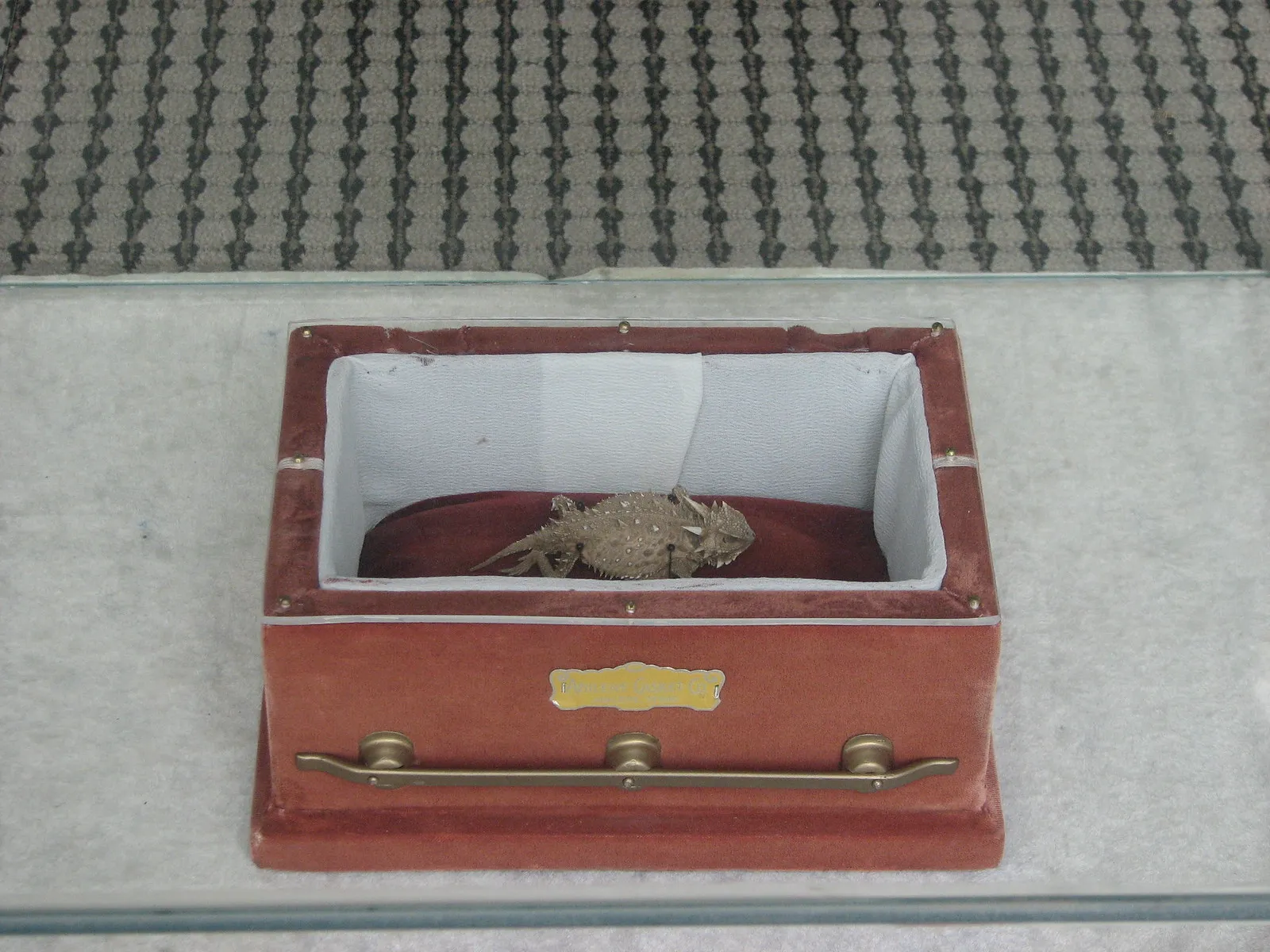 Le lézard à cornes du Texas : la légende d’Old Rip, emmuré vivant pendant 31 ans le lezard a cornes du texas la legende dold rip emmure vivant pendant 31 ans 4 le-lezard-a-cornes-du-texas-la-legende-dold-rip-emmure-vivant-pendant-31-ans-4