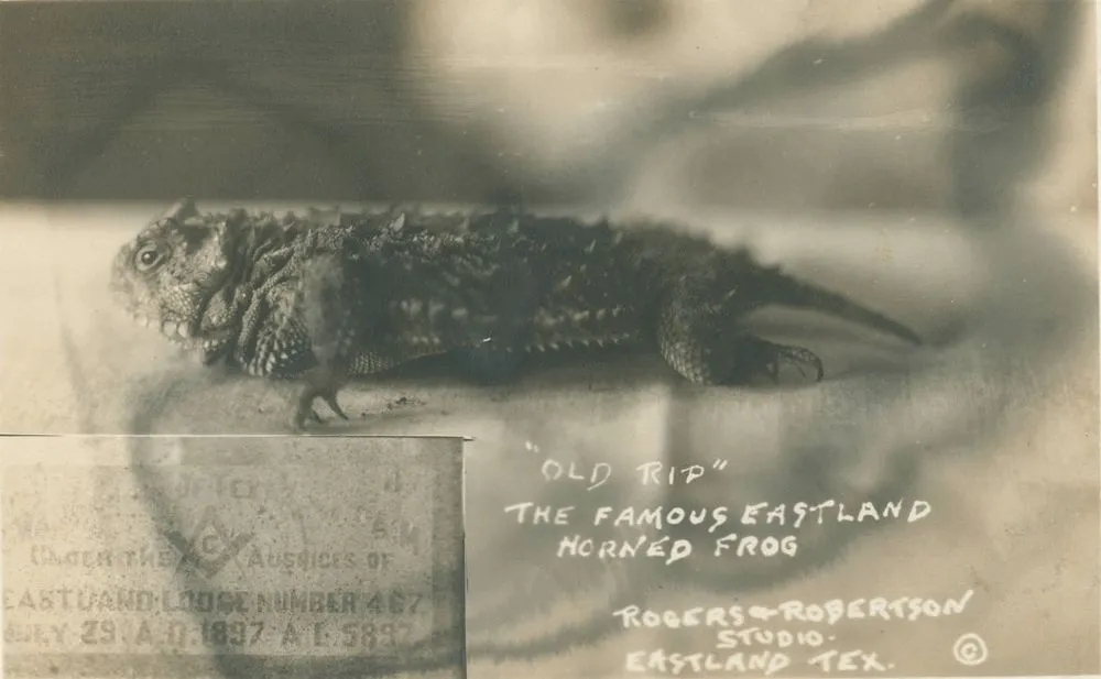 Le lézard à cornes du Texas : la légende d’Old Rip, emmuré vivant pendant 31 ans le lezard a cornes du texas la legende dold rip emmure vivant pendant 31 ans 5 le-lezard-a-cornes-du-texas-la-legende-dold-rip-emmure-vivant-pendant-31-ans-5