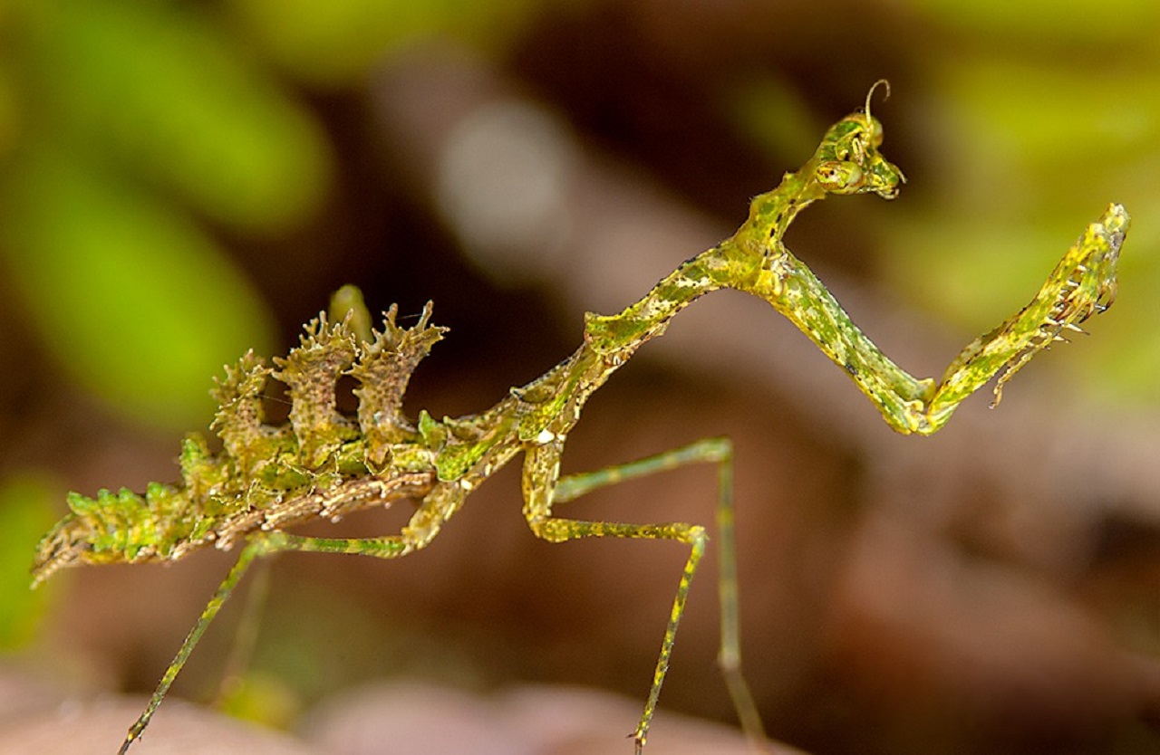 Pogonogaster tristani : la mante lichen camouflée comme un bout de forêt pogonogaster tristani la mante lichen 1 pogonogaster-tristani-la-mante-lichen-1