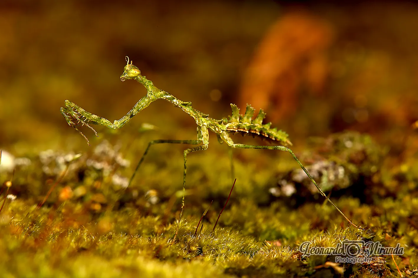 Pogonogaster tristani : la mante lichen camouflée comme un bout de forêt pogonogaster tristani la mante lichen 2 pogonogaster-tristani-la-mante-lichen-2