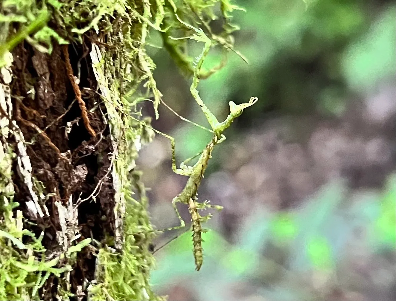 Pogonogaster tristani : la mante lichen camouflée comme un bout de forêt pogonogaster tristani la mante lichen 4 pogonogaster-tristani-la-mante-lichen-4