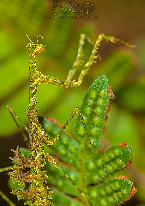 Pogonogaster tristani : la mante lichen camouflée comme un bout de forêt pogonogaster tristani la mante lichen 5 pogonogaster-tristani-la-mante-lichen-5