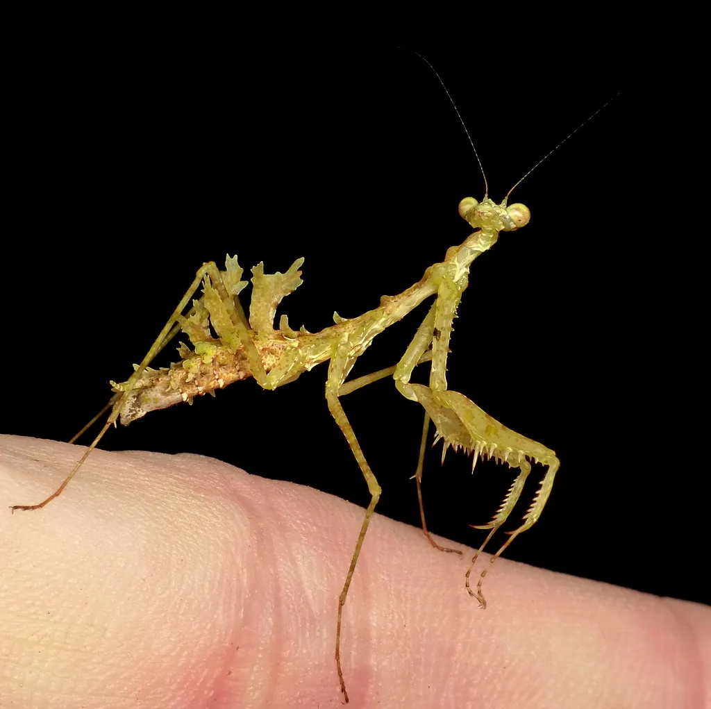 Pogonogaster tristani : la mante lichen camouflée comme un bout de forêt pogonogaster tristani la mante lichen 6 pogonogaster-tristani-la-mante-lichen-6