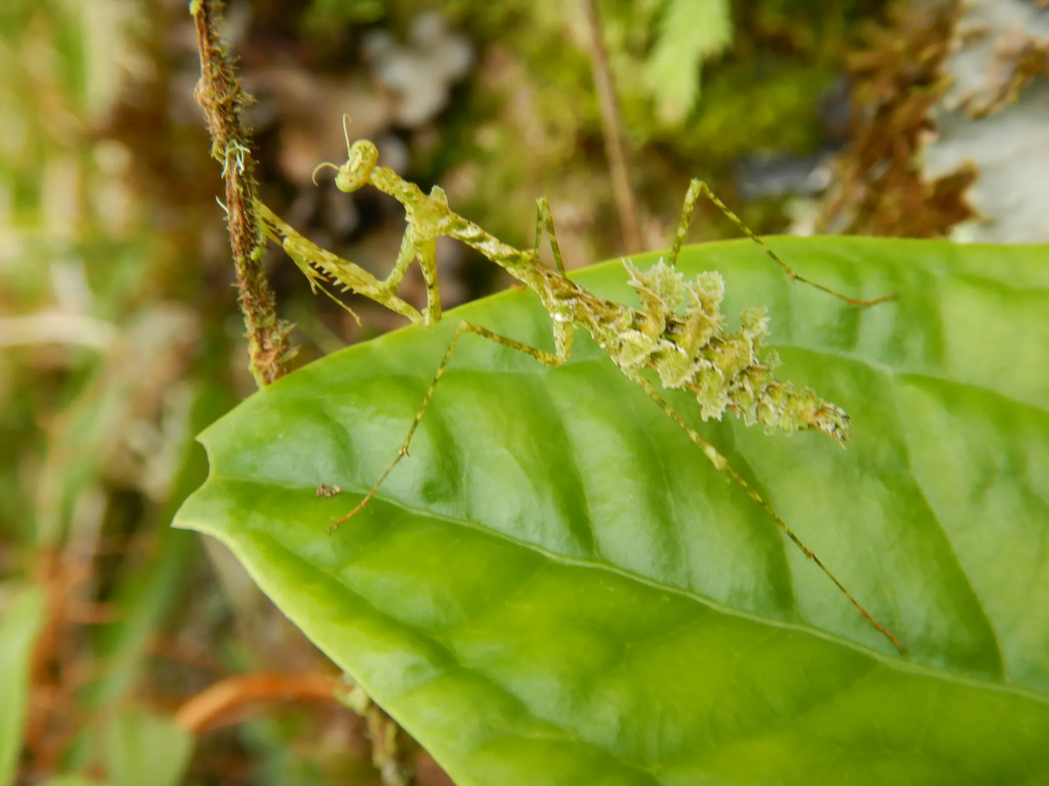 Pogonogaster tristani : la mante lichen camouflée comme un bout de forêt pogonogaster tristani la mante lichen 7 pogonogaster-tristani-la-mante-lichen-7