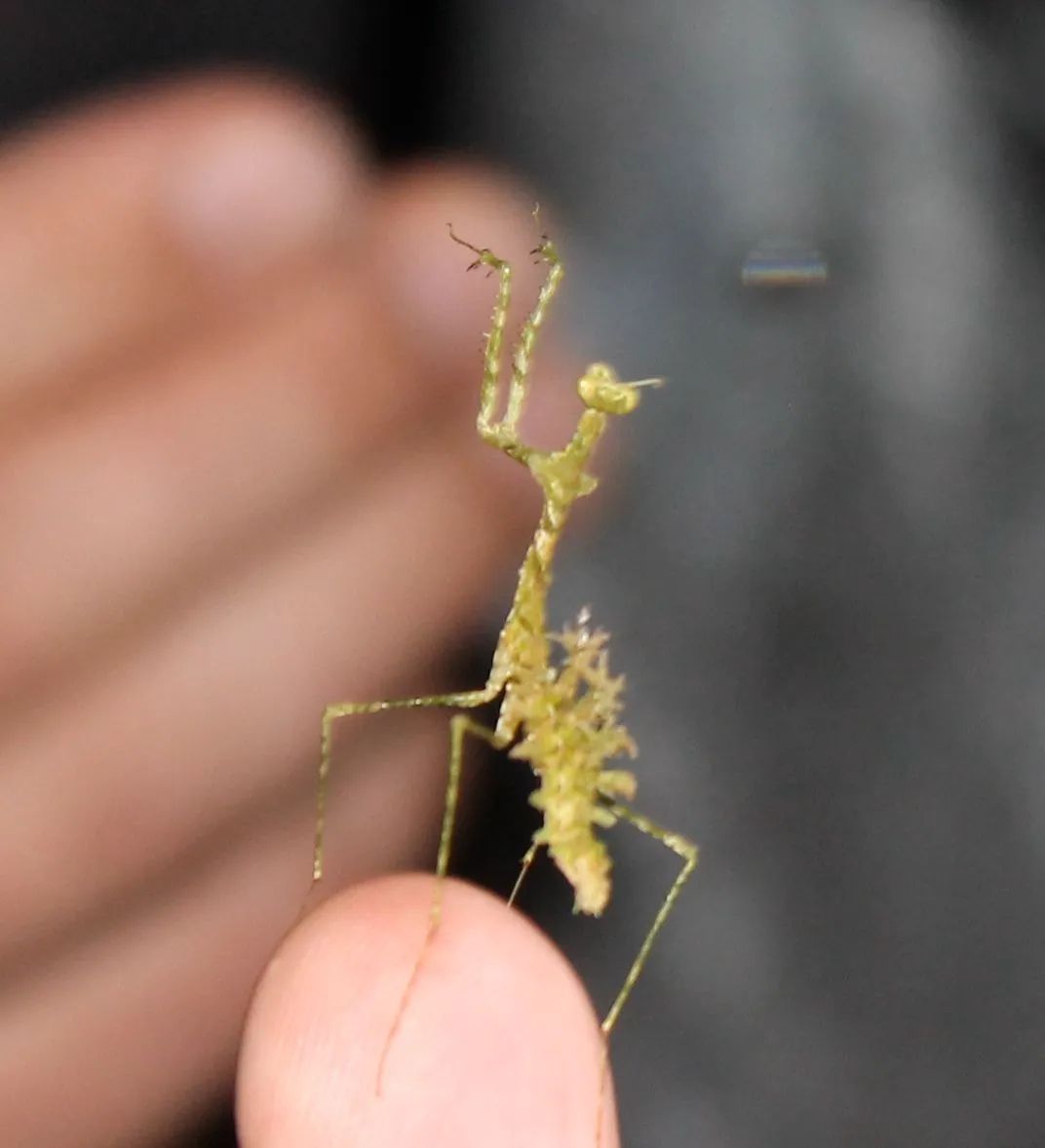 Pogonogaster tristani : la mante lichen camouflée comme un bout de forêt pogonogaster tristani la mante lichen 8 pogonogaster-tristani-la-mante-lichen-8