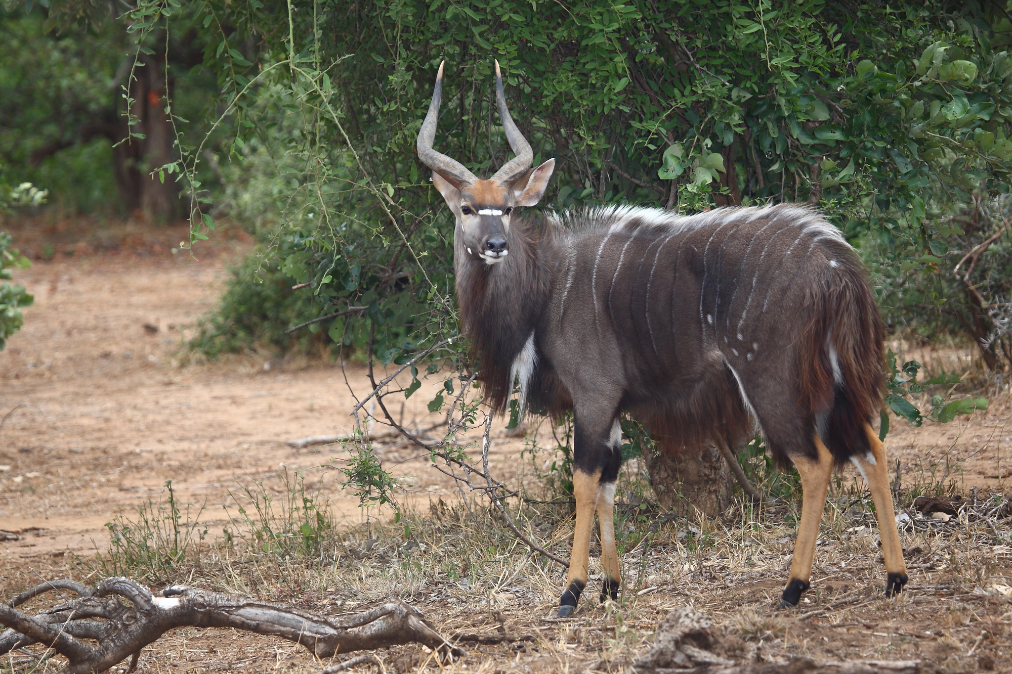 Tragelaphus angasii - Le nyala, gentleman discret des forêts d’Afrique australe tragelaphus angasii le nyala gentleman discret des forets dafrique australe 2 tragelaphus-angasii-le-nyala-gentleman-discret-des-forets-dafrique-australe-2