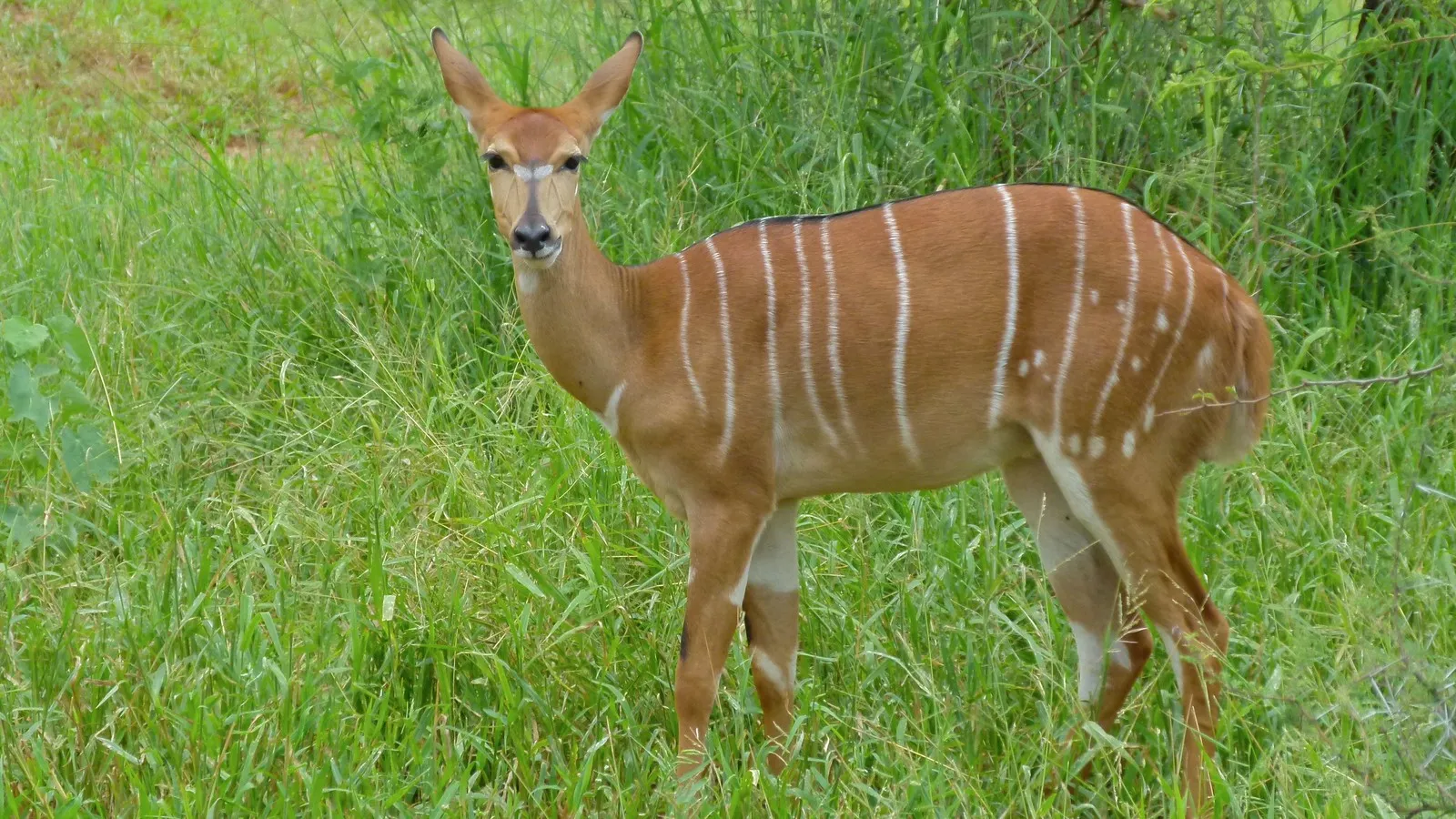 Tragelaphus angasii - Le nyala, gentleman discret des forêts d’Afrique australe tragelaphus angasii le nyala gentleman discret des forets dafrique australe 3 tragelaphus-angasii-le-nyala-gentleman-discret-des-forets-dafrique-australe-3