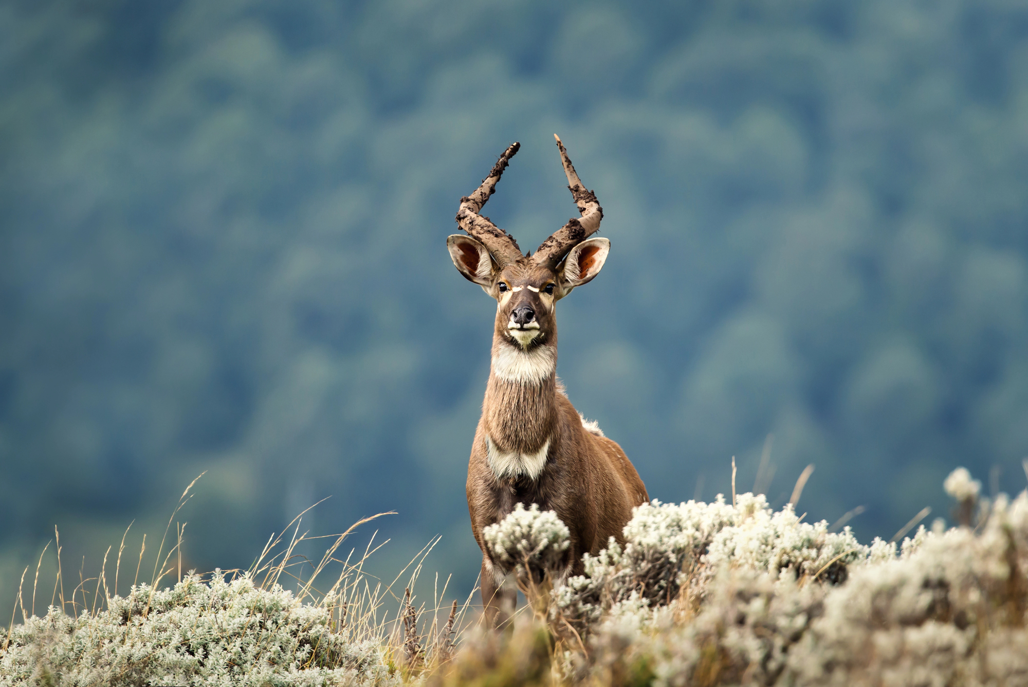 Tragelaphus angasii - Le nyala, gentleman discret des forêts d’Afrique australe tragelaphus angasii le nyala gentleman discret des forets dafrique australe 4 tragelaphus-angasii-le-nyala-gentleman-discret-des-forets-dafrique-australe-4