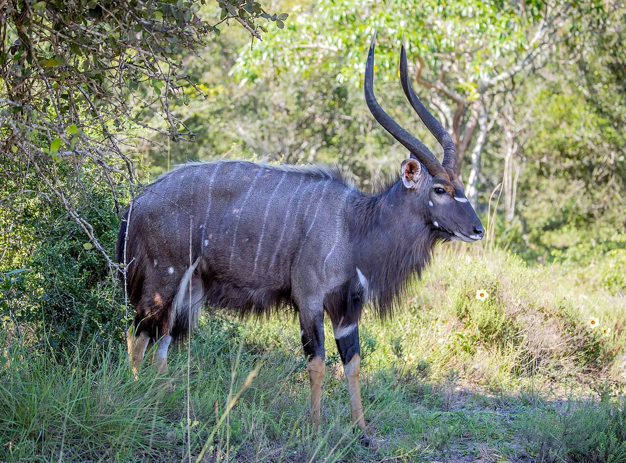Tragelaphus angasii - Le nyala, gentleman discret des forêts d’Afrique australe tragelaphus angasii le nyala gentleman discret des forets dafrique australe 4 tragelaphus-angasii-le-nyala-gentleman-discret-des-forets-dafrique-australe-5
