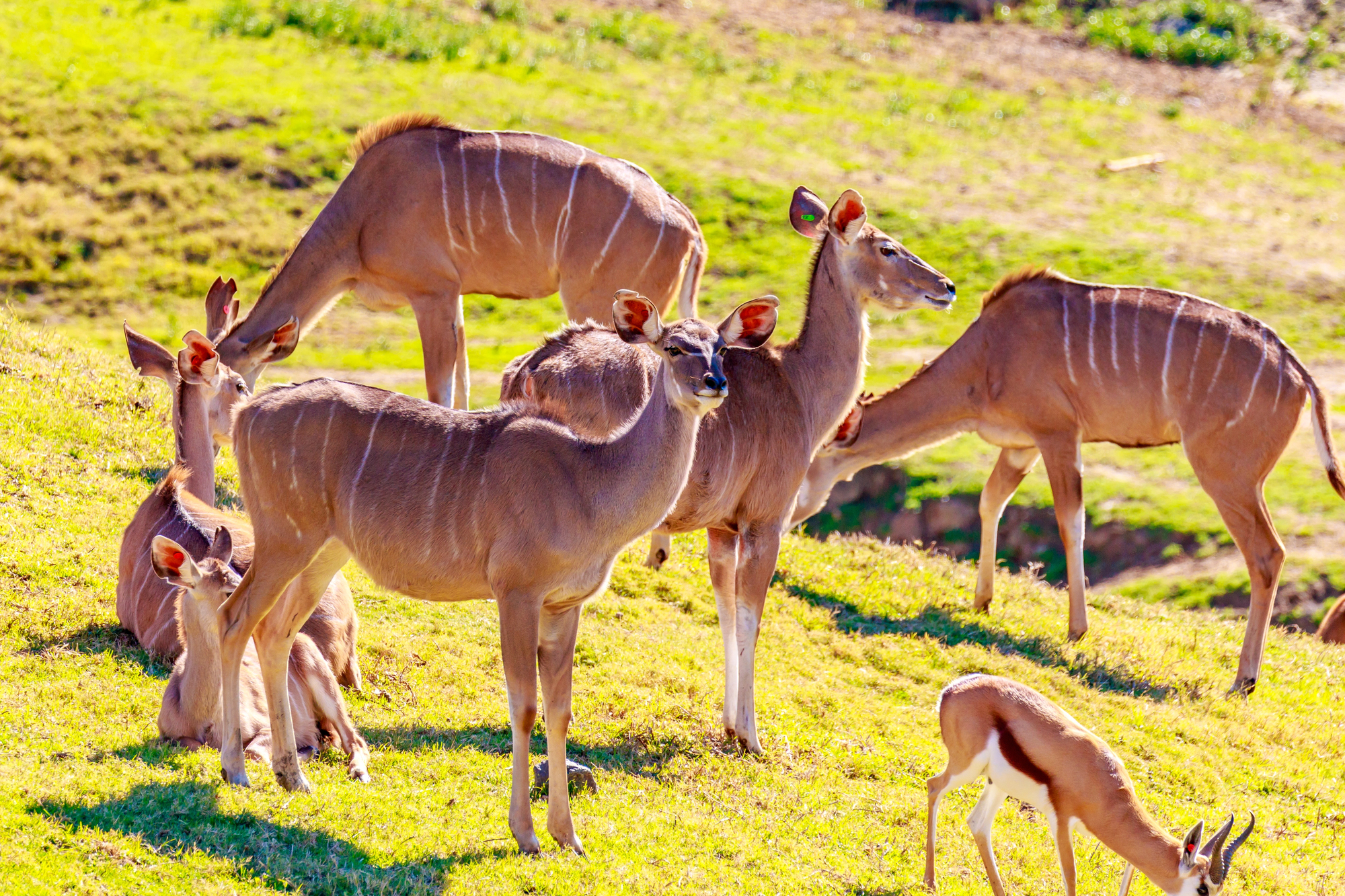 Tragelaphus angasii - Le nyala, gentleman discret des forêts d’Afrique australe tragelaphus angasii le nyala gentleman discret des forets dafrique australe 6 tragelaphus-angasii-le-nyala-gentleman-discret-des-forets-dafrique-australe-6