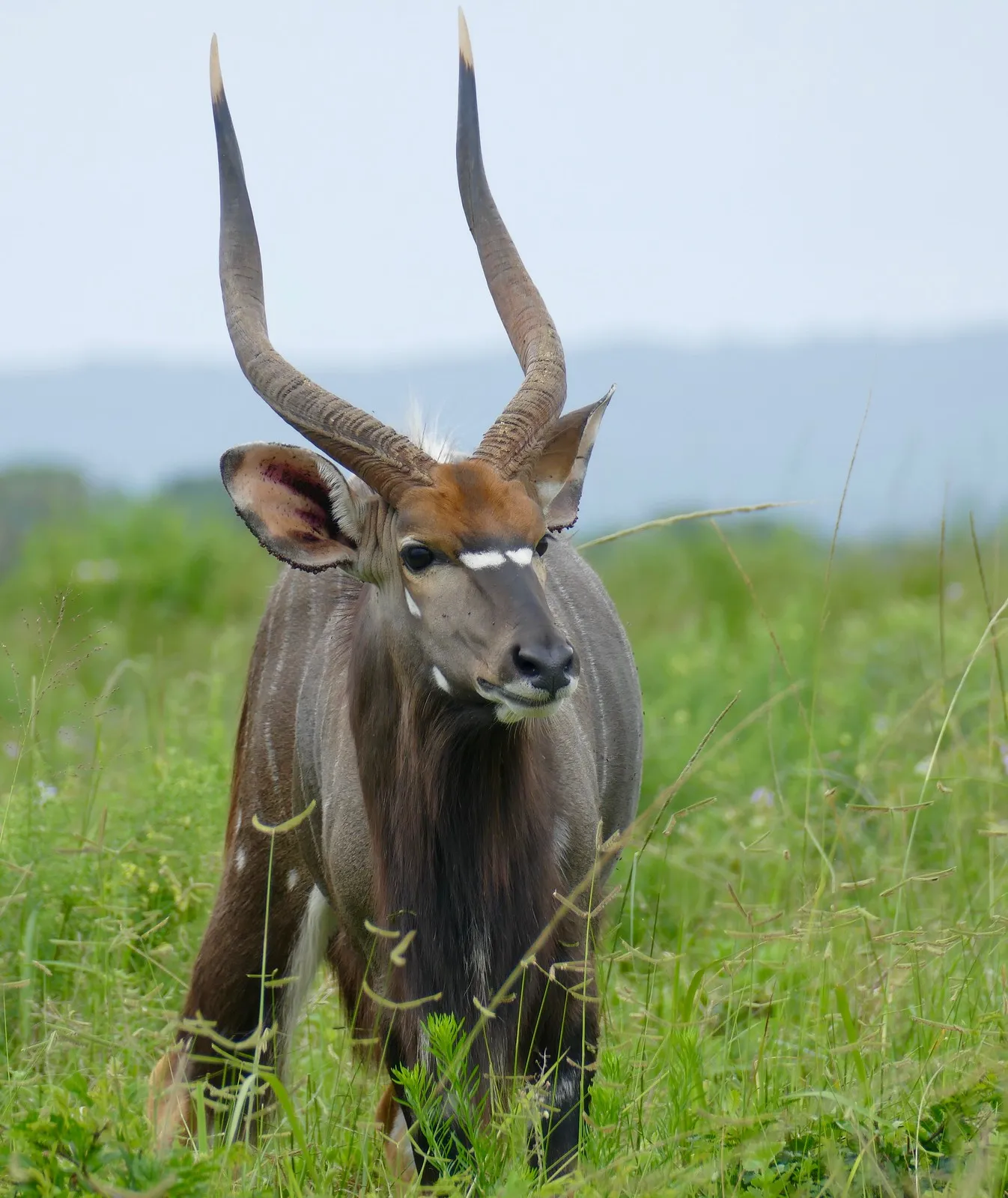 Tragelaphus angasii - Le nyala, gentleman discret des forêts d’Afrique australe tragelaphus angasii le nyala gentleman discret des forets dafrique australe 8 tragelaphus-angasii-le-nyala-gentleman-discret-des-forets-dafrique-australe-8