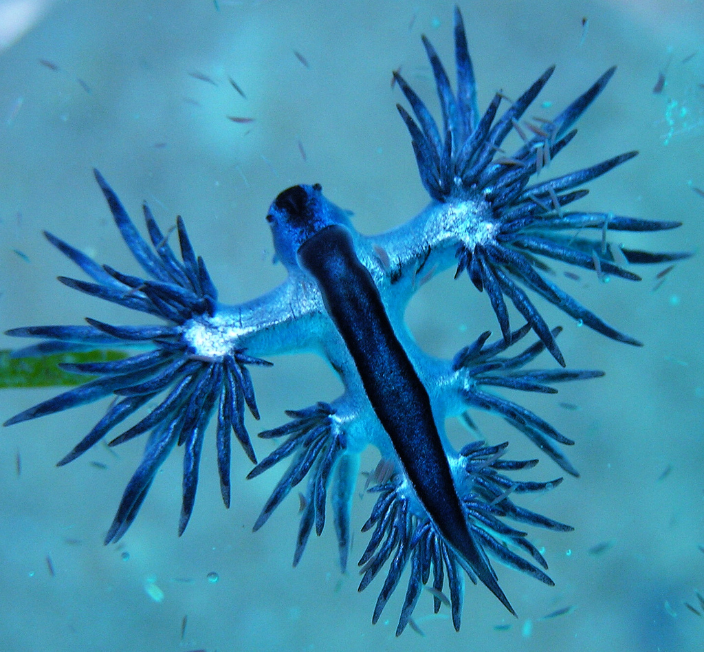 Glaucus atlanticus, le fantastique dragon bleu des océans une rare observation d un dragon bleu Glaucus atlanticus 5 une-rare-observation-d-un-dragon-bleu-Glaucus-atlanticus-5