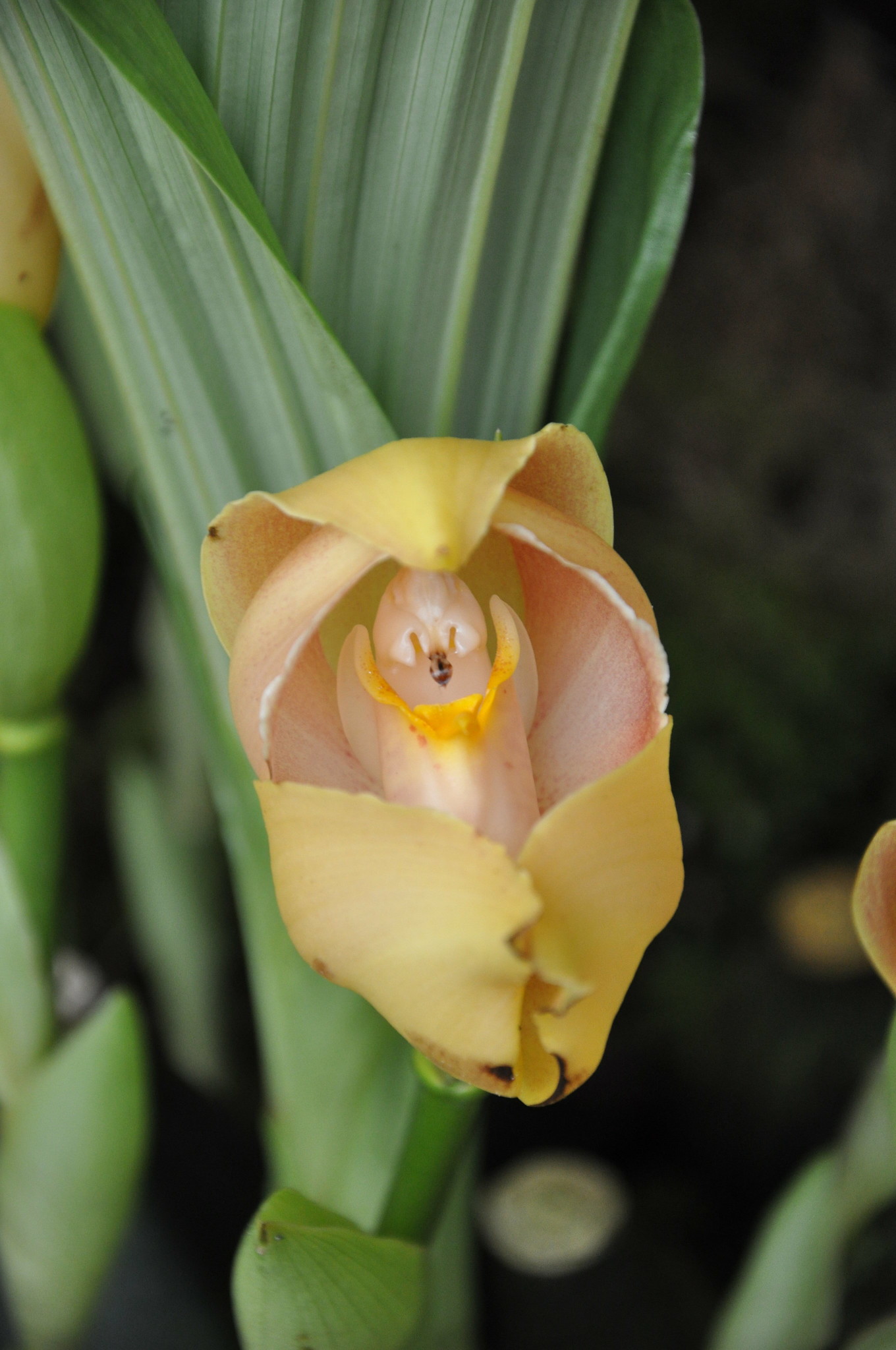 L’orchidée berceau de Vénus : un petit bijou botanique l orchidee berceau de venus un petit bijou botanique 1 l-orchidee-berceau-de-venus-un-petit-bijou-botanique-1