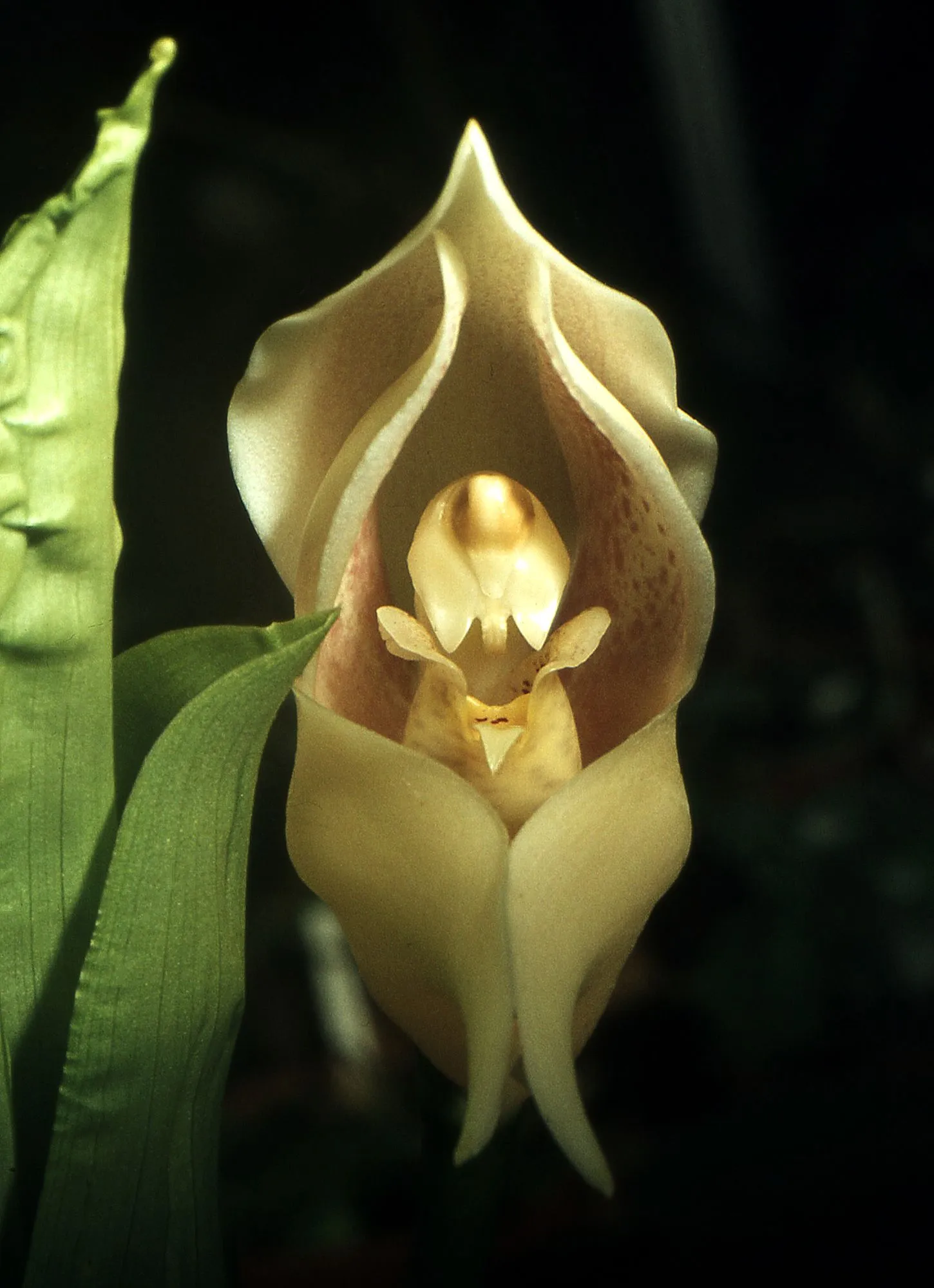 L’orchidée berceau de Vénus : un petit bijou botanique l orchidee berceau de venus un petit bijou botanique 2 l-orchidee-berceau-de-venus-un-petit-bijou-botanique-2
