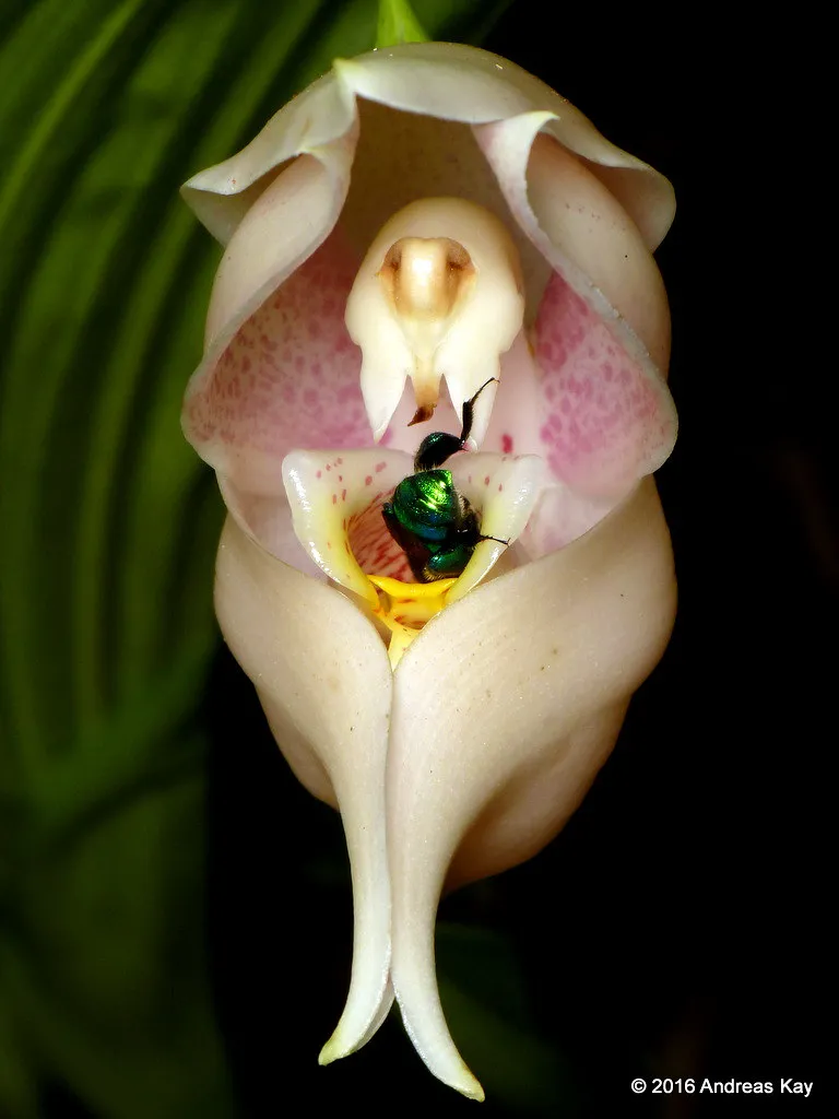 L’orchidée berceau de Vénus : un petit bijou botanique l orchidee berceau de venus un petit bijou botanique 5 l-orchidee-berceau-de-venus-un-petit-bijou-botanique-5