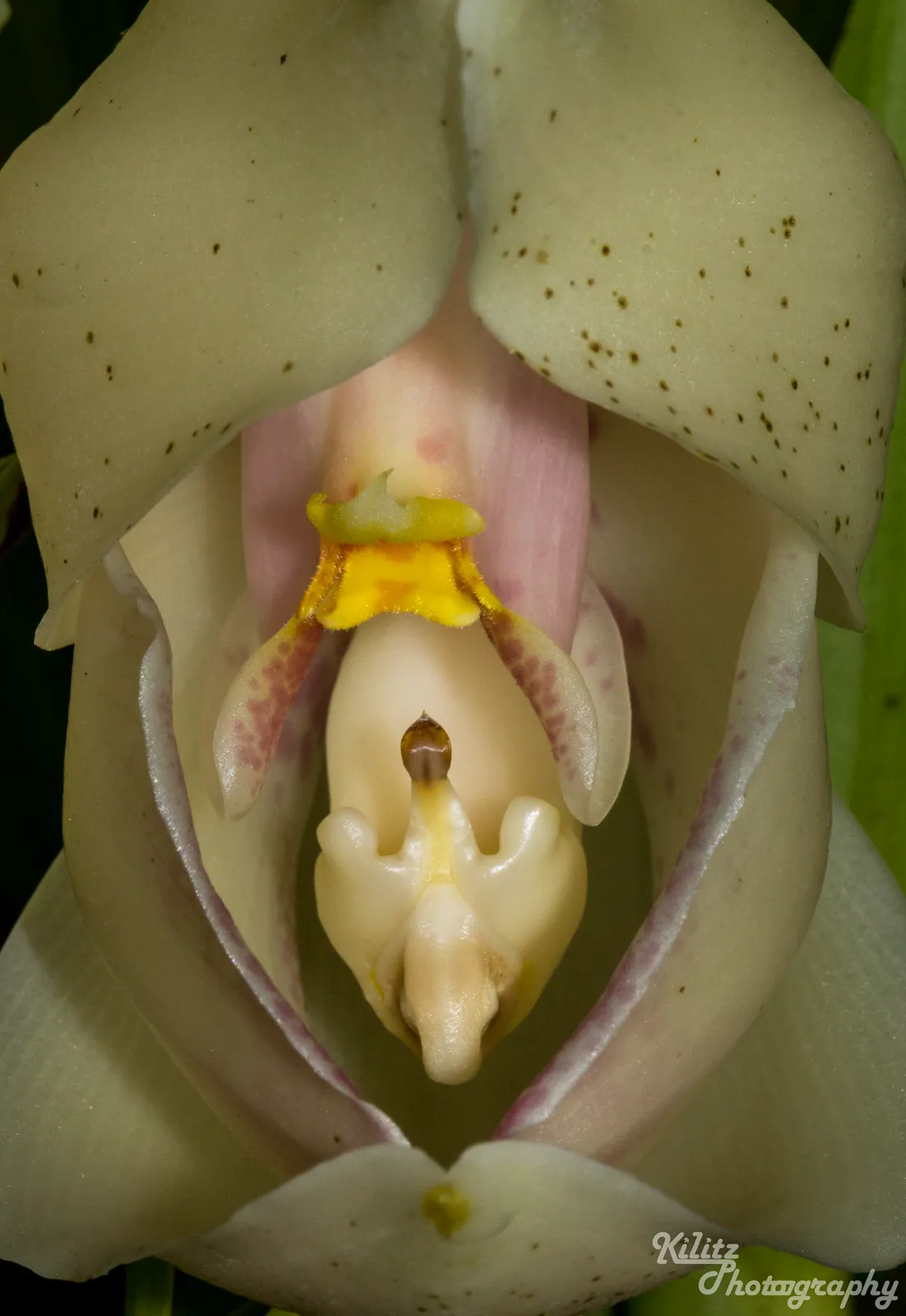 L’orchidée berceau de Vénus : un petit bijou botanique l orchidee berceau de venus un petit bijou botanique 7 l-orchidee-berceau-de-venus-un-petit-bijou-botanique-7