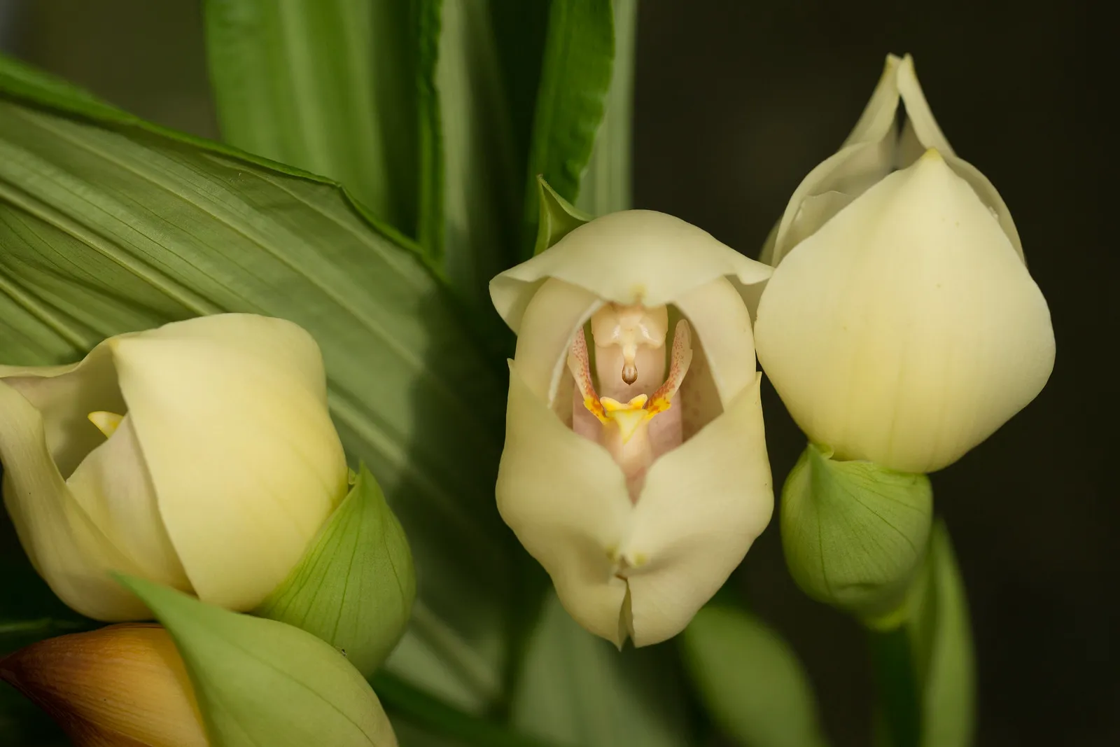 L’orchidée berceau de Vénus : un petit bijou botanique l orchidee berceau de venus un petit bijou botanique 8 l-orchidee-berceau-de-venus-un-petit-bijou-botanique-8