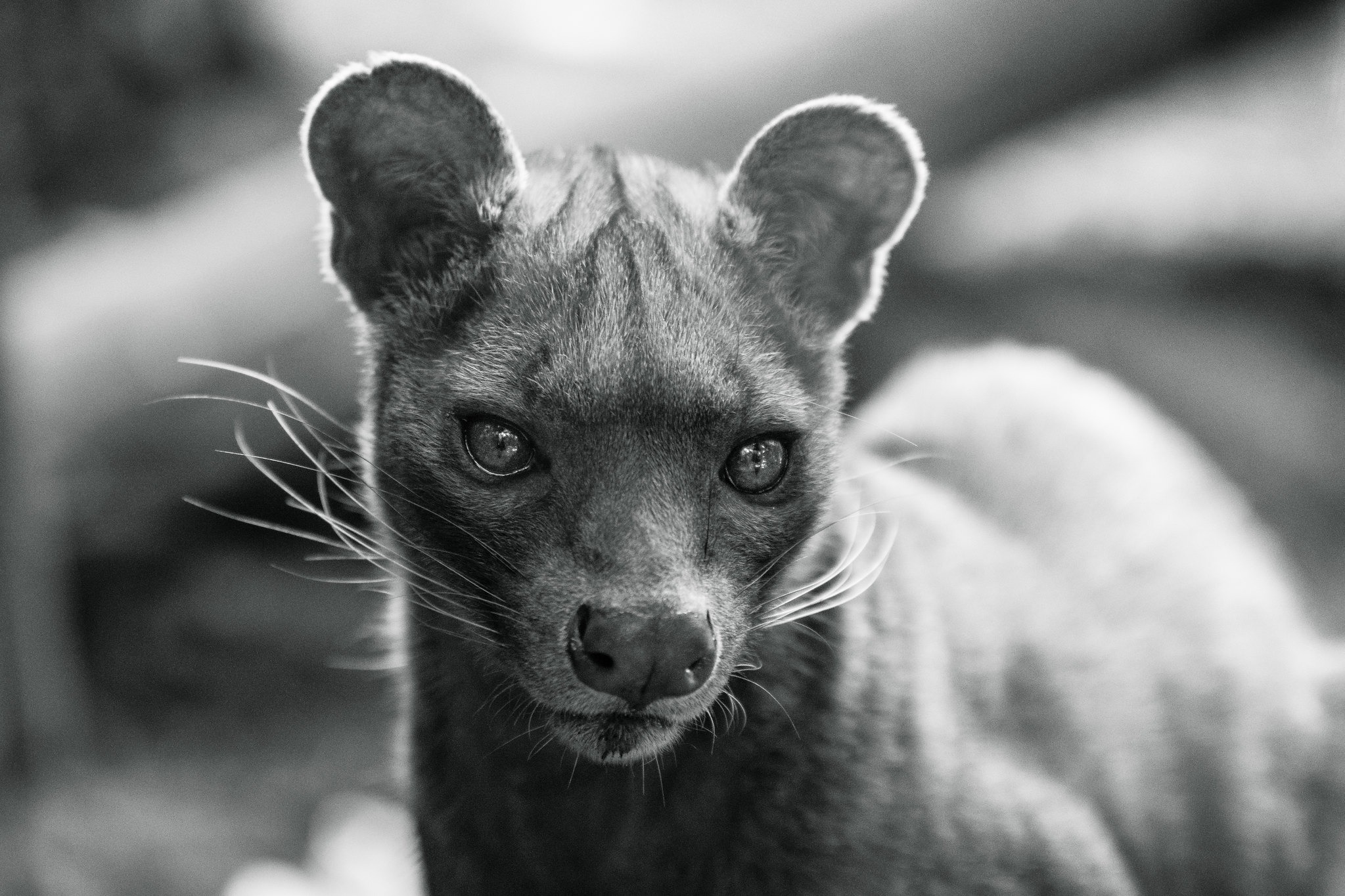 Le fossa : mystérieux et redoutable chasseur malgache au faux air de félin le fossa mysterieux et redoutable chasseur malgache au faux air de felin 1 le-fossa-mysterieux-et-redoutable-chasseur-malgache-au-faux-air-de-felin-1