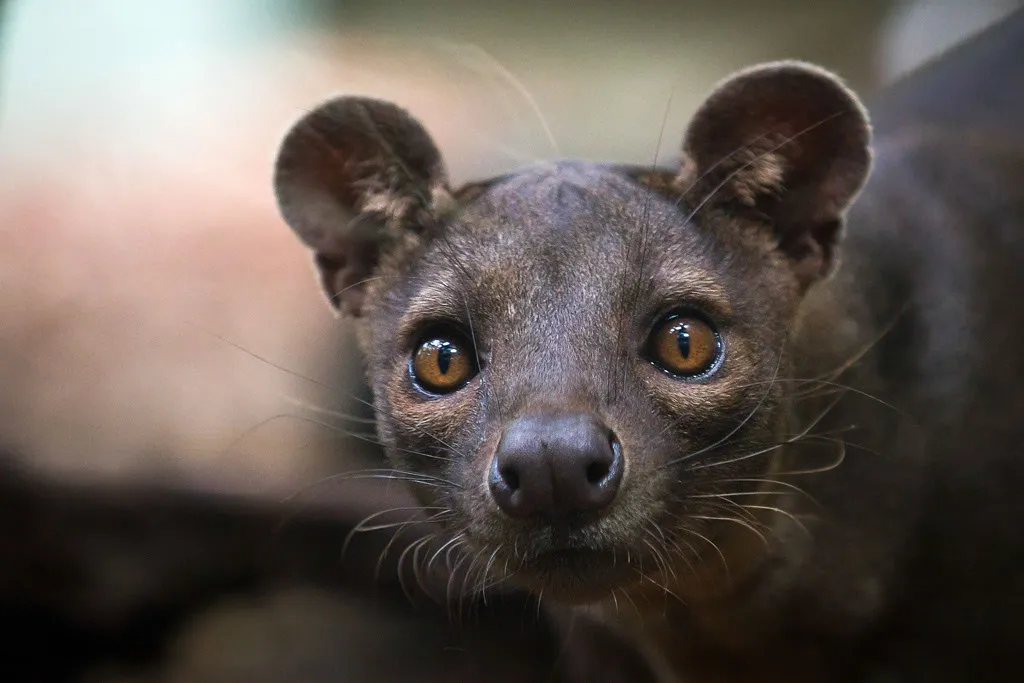 Le fossa : mystérieux et redoutable chasseur malgache au faux air de félin le fossa mysterieux et redoutable chasseur malgache au faux air de felin 10 le-fossa-mysterieux-et-redoutable-chasseur-malgache-au-faux-air-de-felin-10