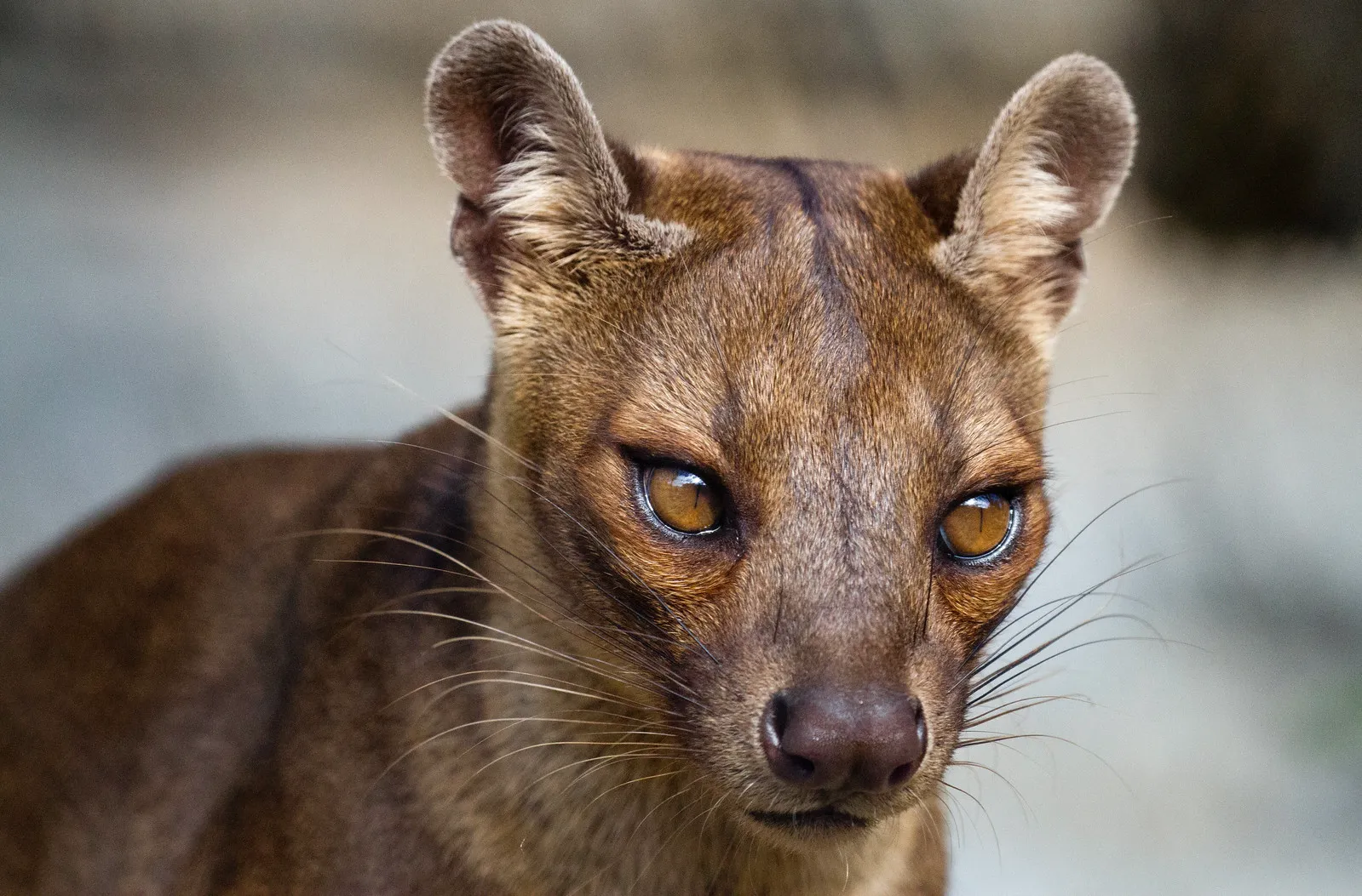 Le fossa : mystérieux et redoutable chasseur malgache au faux air de félin le fossa mysterieux et redoutable chasseur malgache au faux air de felin 2 le-fossa-mysterieux-et-redoutable-chasseur-malgache-au-faux-air-de-felin-2