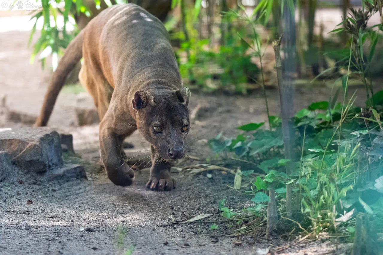 Le fossa : mystérieux et redoutable chasseur malgache au faux air de félin le fossa mysterieux et redoutable chasseur malgache au faux air de felin 3 le-fossa-mysterieux-et-redoutable-chasseur-malgache-au-faux-air-de-felin-3