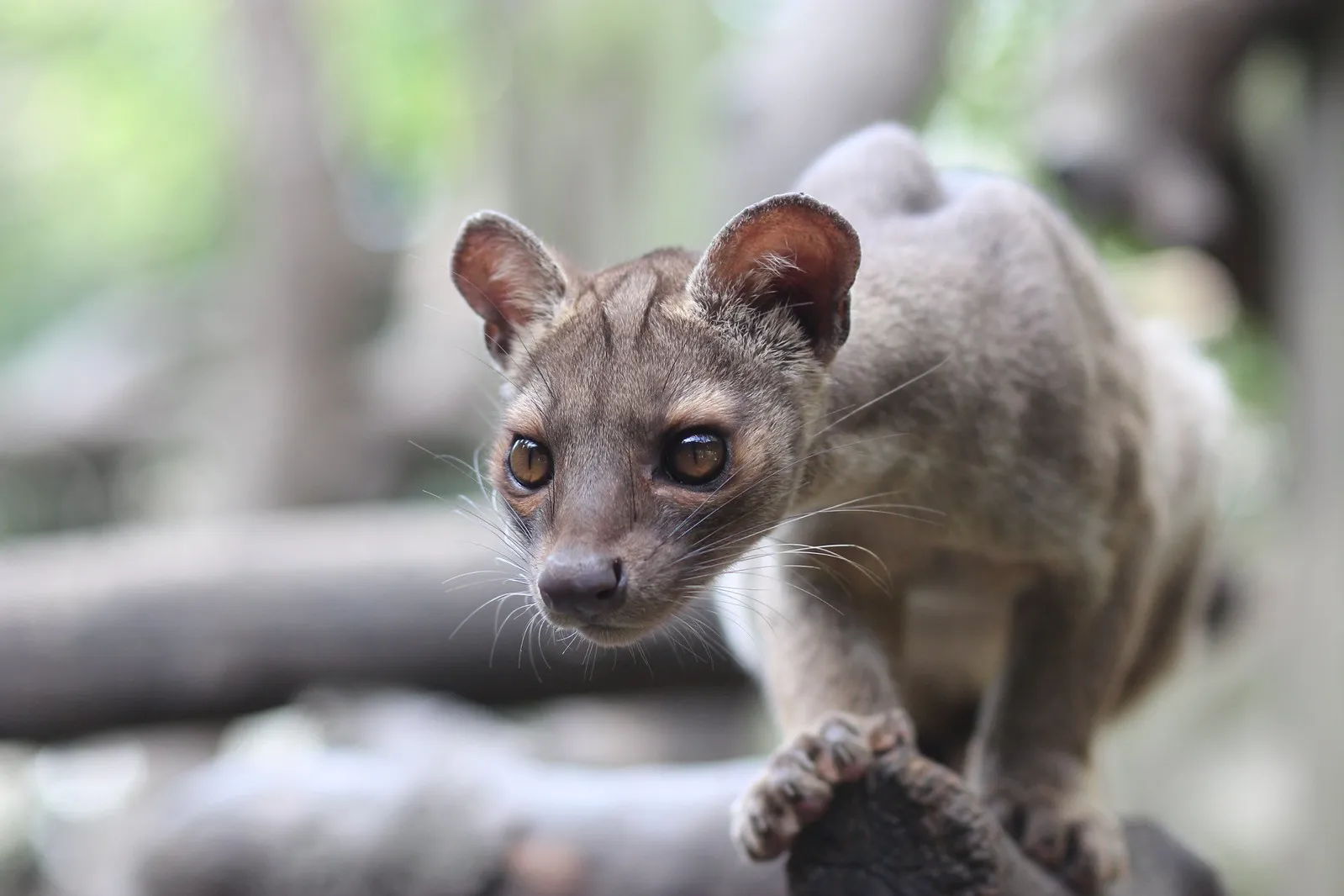 Le fossa : mystérieux et redoutable chasseur malgache au faux air de félin le fossa mysterieux et redoutable chasseur malgache au faux air de felin 4 le-fossa-mysterieux-et-redoutable-chasseur-malgache-au-faux-air-de-felin-4
