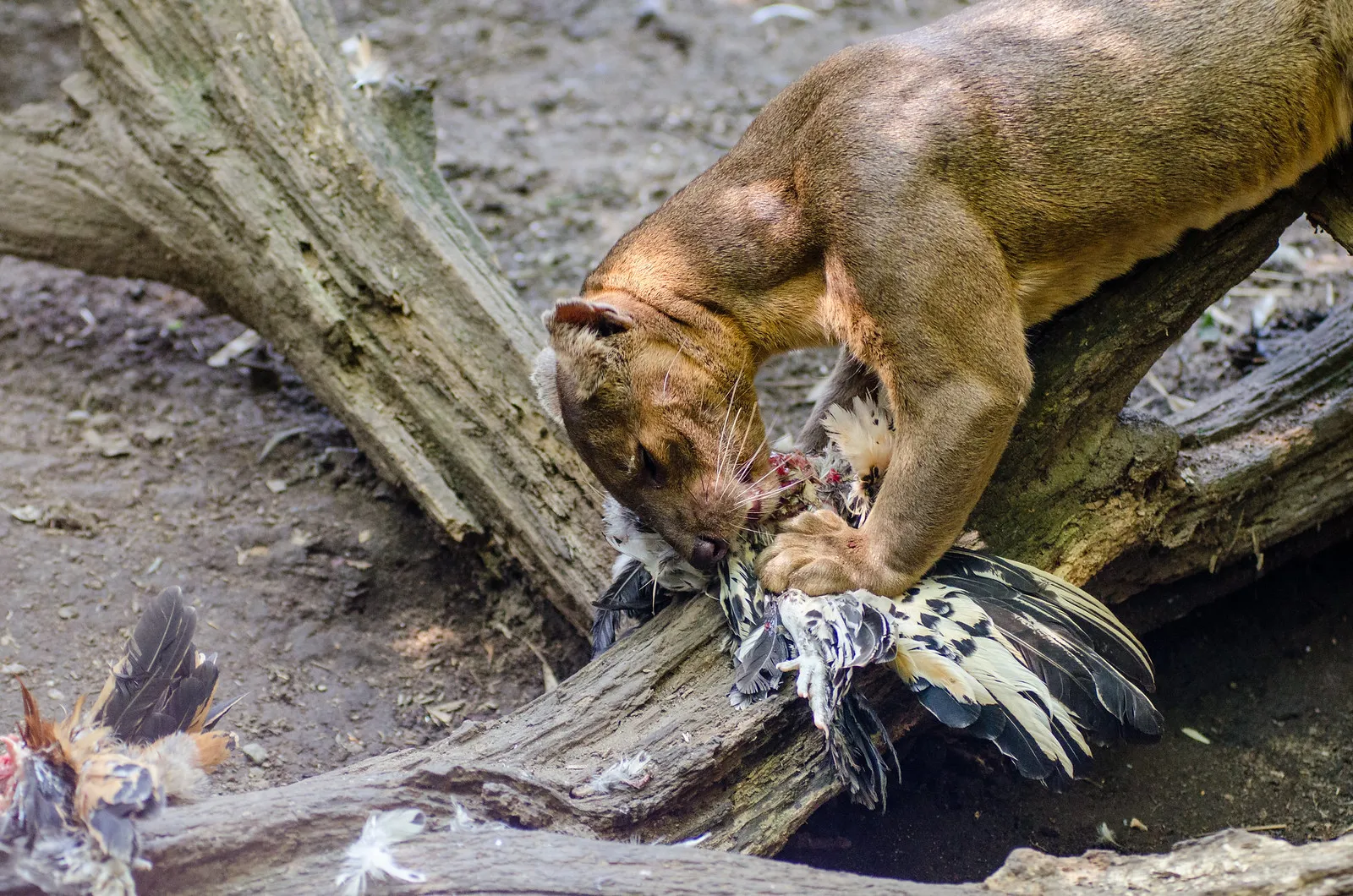 Le fossa : mystérieux et redoutable chasseur malgache au faux air de félin le fossa mysterieux et redoutable chasseur malgache au faux air de felin 5 le-fossa-mysterieux-et-redoutable-chasseur-malgache-au-faux-air-de-felin-5