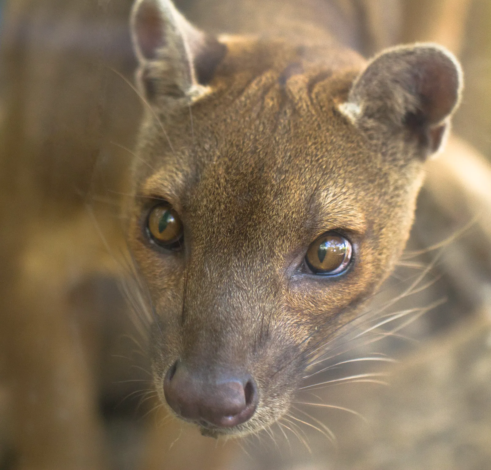 Le fossa : mystérieux et redoutable chasseur malgache au faux air de félin le fossa mysterieux et redoutable chasseur malgache au faux air de felin 7 le-fossa-mysterieux-et-redoutable-chasseur-malgache-au-faux-air-de-felin-7