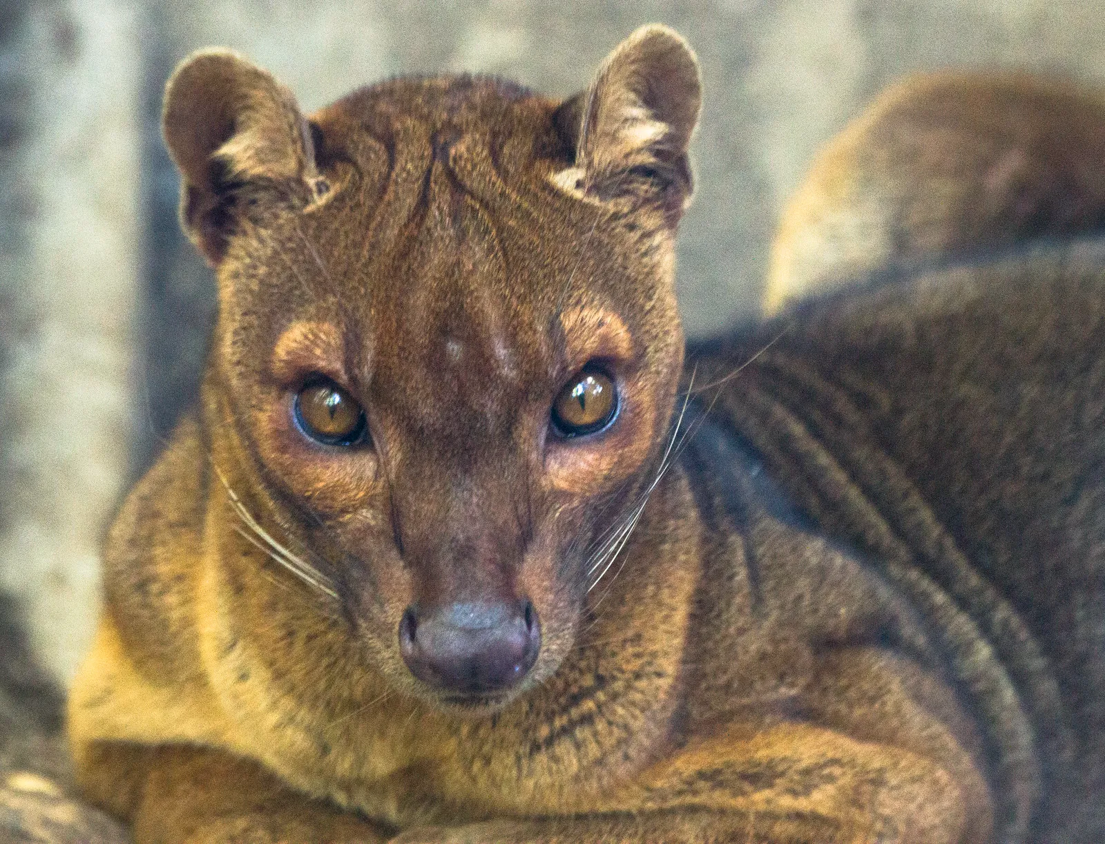 Le fossa : mystérieux et redoutable chasseur malgache au faux air de félin le fossa mysterieux et redoutable chasseur malgache au faux air de felin 8 le-fossa-mysterieux-et-redoutable-chasseur-malgache-au-faux-air-de-felin-8