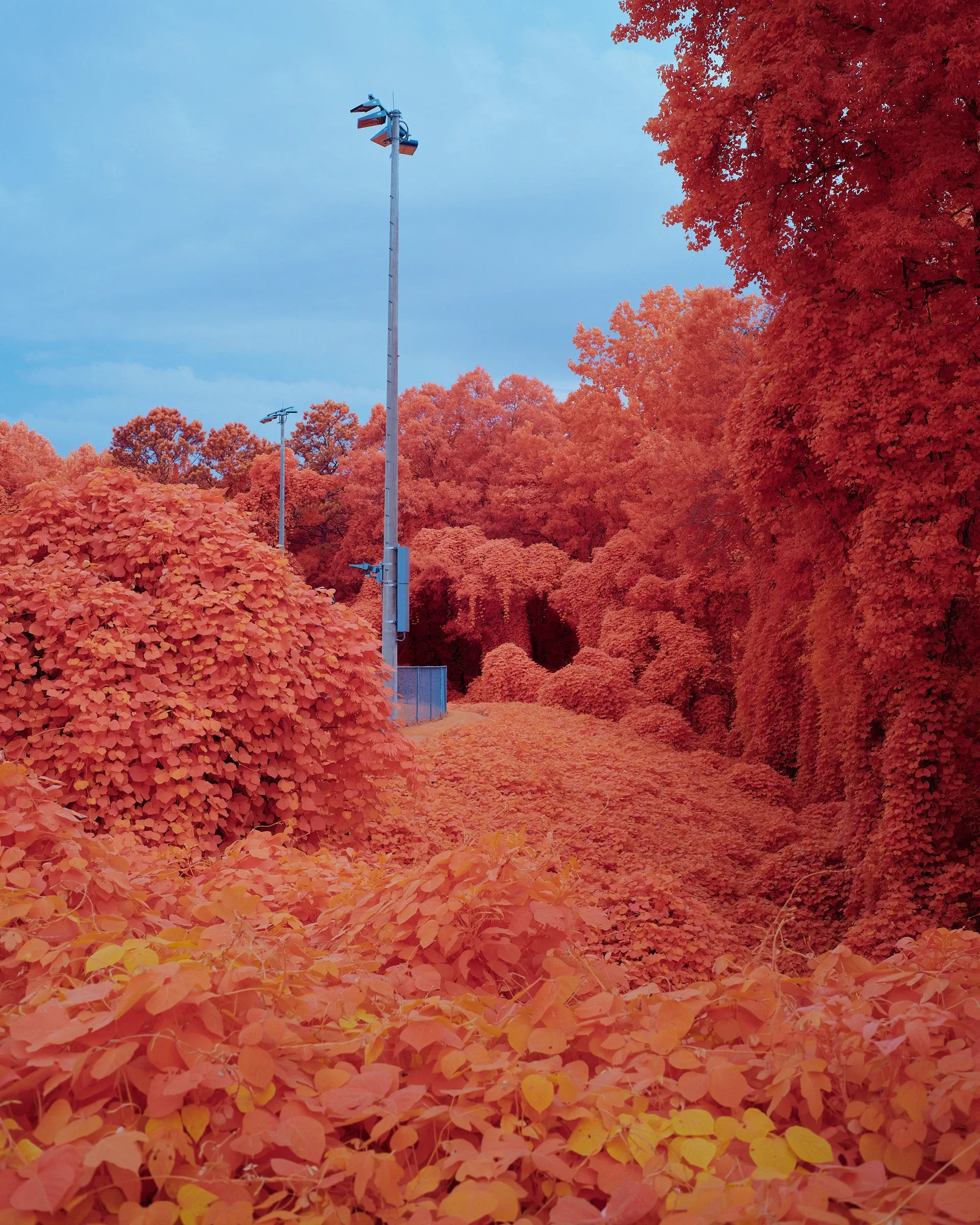 Kudzu : la vigne du diable qui dévore tout dans la série “Palimpsest” de Zac Henderson kudzu la vigne du diable qui devore tout dans la serie palimpsest de zac henderson 4 kudzu-la-vigne-du-diable-qui-devore-tout-dans-la-serie-palimpsest-de-zac-henderson-4
