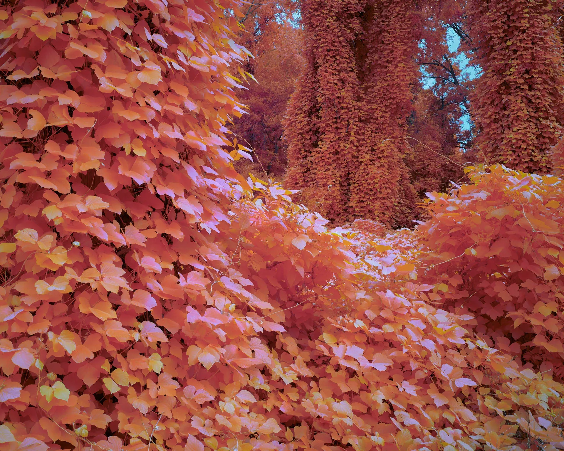 Kudzu : la vigne du diable qui dévore tout dans la série “Palimpsest” de Zac Henderson kudzu la vigne du diable qui devore tout dans la serie palimpsest de zac henderson 5 kudzu-la-vigne-du-diable-qui-devore-tout-dans-la-serie-palimpsest-de-zac-henderson-5