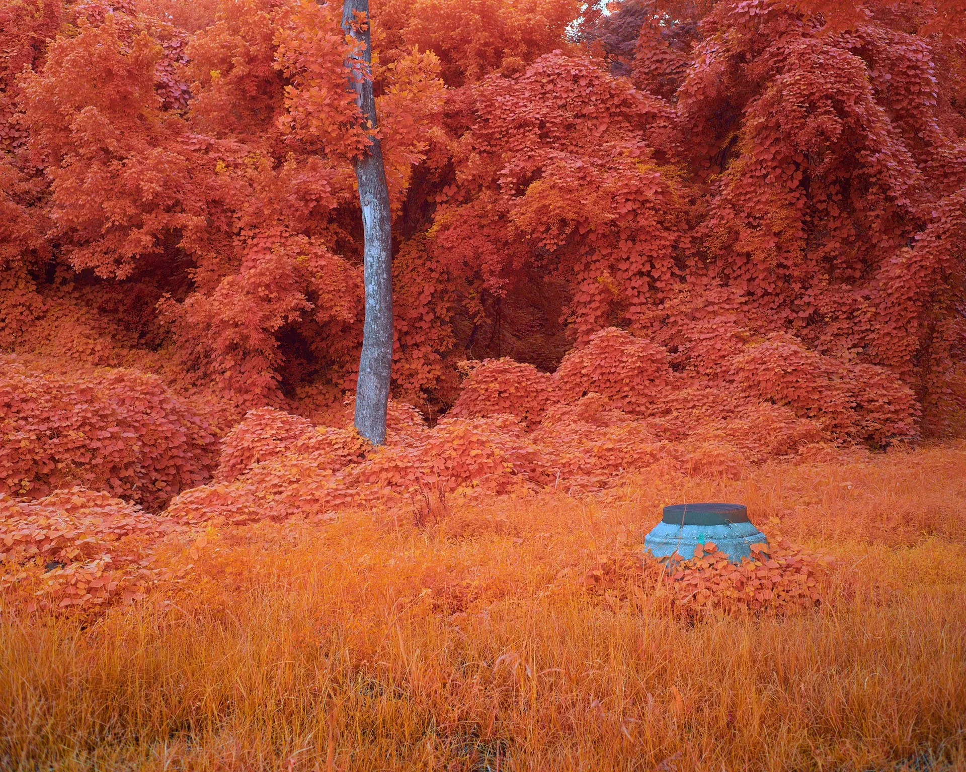 Kudzu : la vigne du diable qui dévore tout dans la série “Palimpsest” de Zac Henderson kudzu la vigne du diable qui devore tout dans la serie palimpsest de zac henderson 6 kudzu-la-vigne-du-diable-qui-devore-tout-dans-la-serie-palimpsest-de-zac-henderson-6