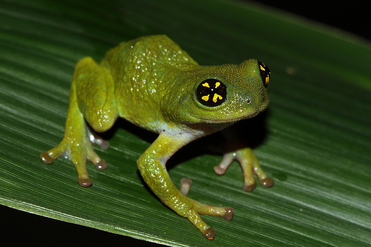 Raorchestes chalazodes, la grenouille aux yeux psychédéliques raorchestes chalazodes la grenouille aux yeux psychedeliques 1 raorchestes-chalazodes-la-grenouille-aux-yeux-psychedeliques-1