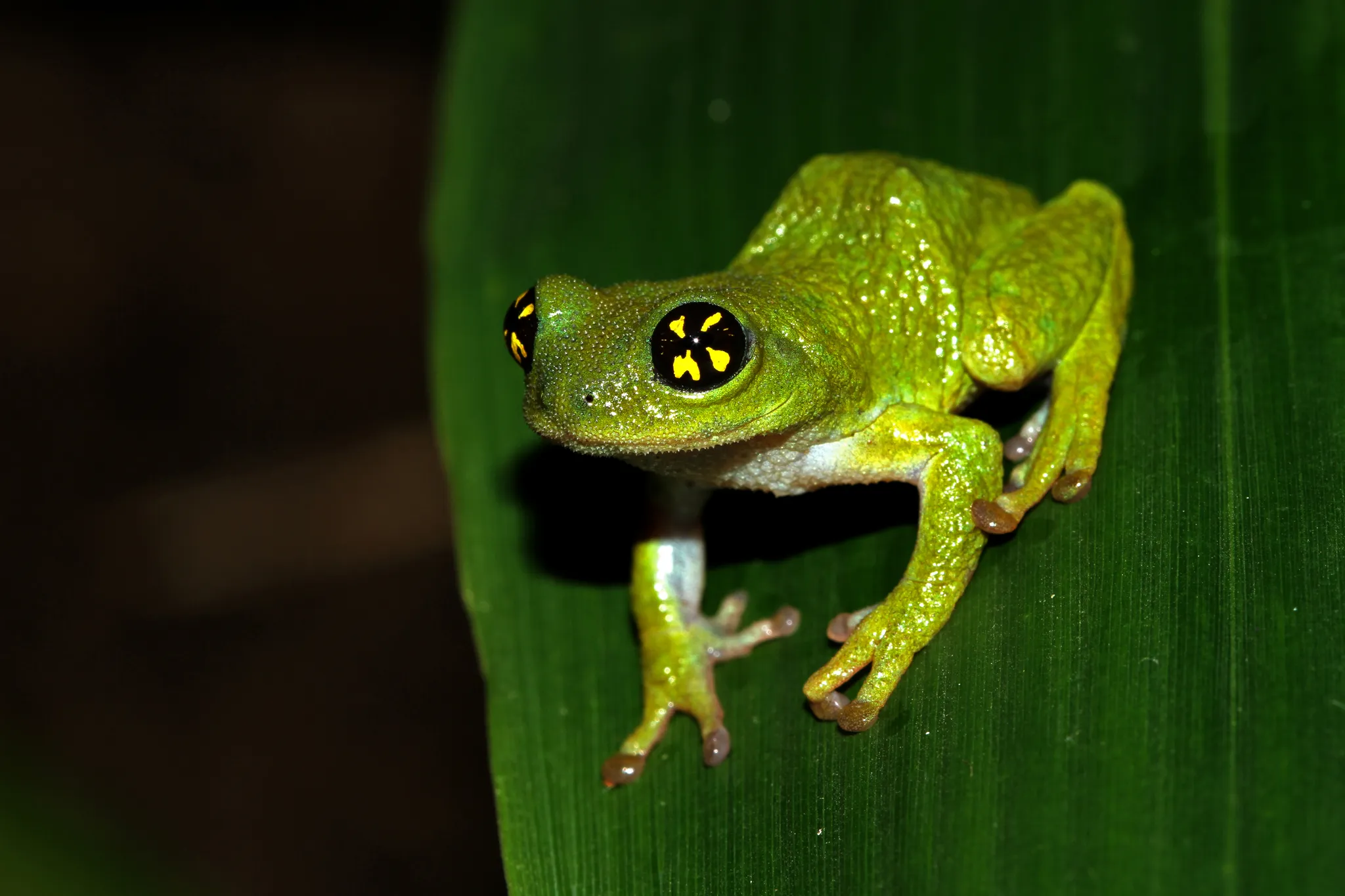 Raorchestes chalazodes, la grenouille aux yeux psychédéliques raorchestes chalazodes la grenouille aux yeux psychedeliques 2 raorchestes-chalazodes-la-grenouille-aux-yeux-psychedeliques-2