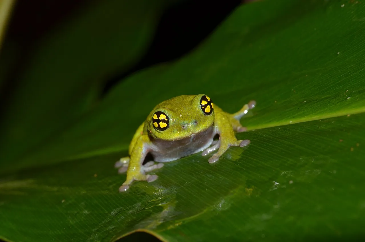 Raorchestes chalazodes, la grenouille aux yeux psychédéliques raorchestes chalazodes la grenouille aux yeux psychedeliques 3 raorchestes-chalazodes-la-grenouille-aux-yeux-psychedeliques-3