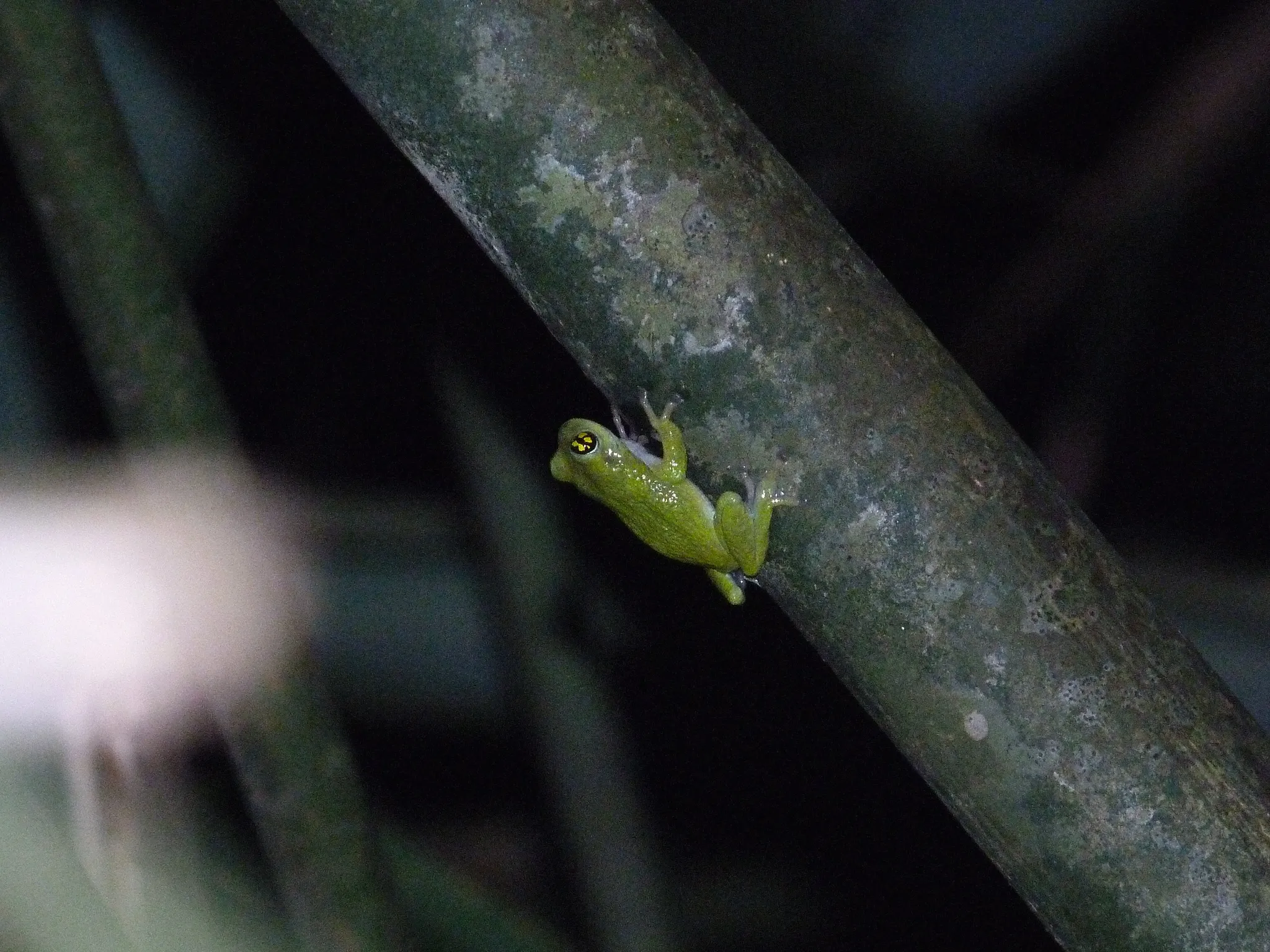 Raorchestes chalazodes, la grenouille aux yeux psychédéliques raorchestes chalazodes la grenouille aux yeux psychedeliques 4 raorchestes-chalazodes-la-grenouille-aux-yeux-psychedeliques-4