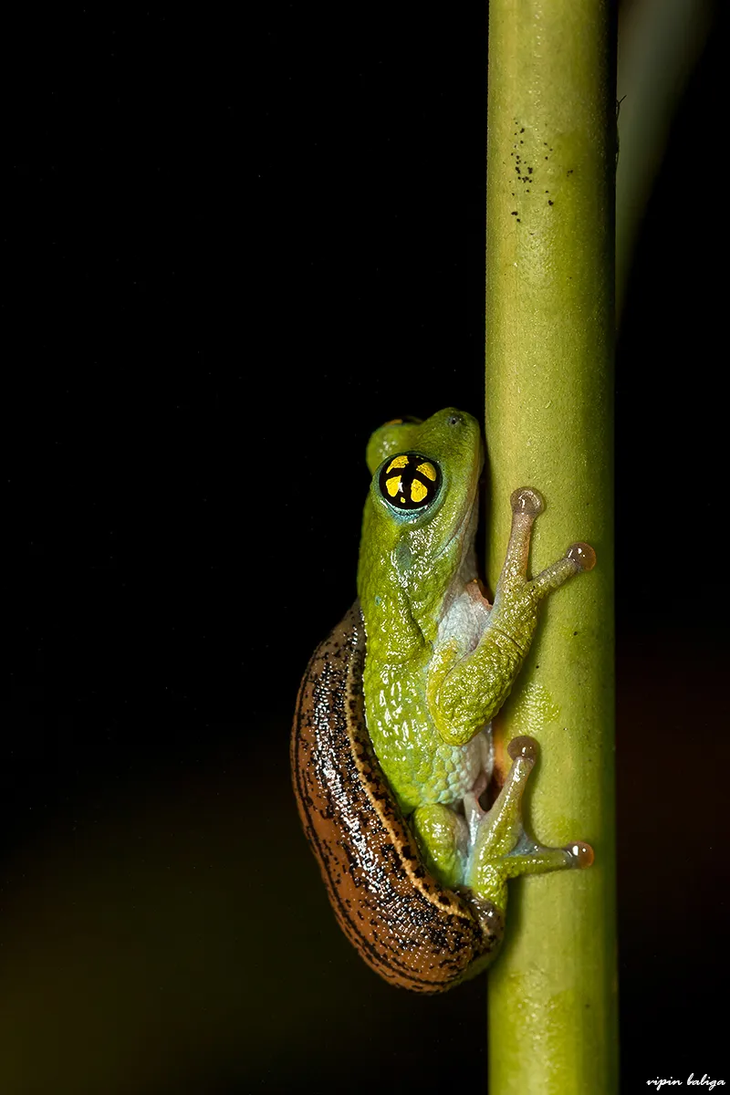 Raorchestes chalazodes, la grenouille aux yeux psychédéliques raorchestes chalazodes la grenouille aux yeux psychedeliques 5 raorchestes-chalazodes-la-grenouille-aux-yeux-psychedeliques-5
