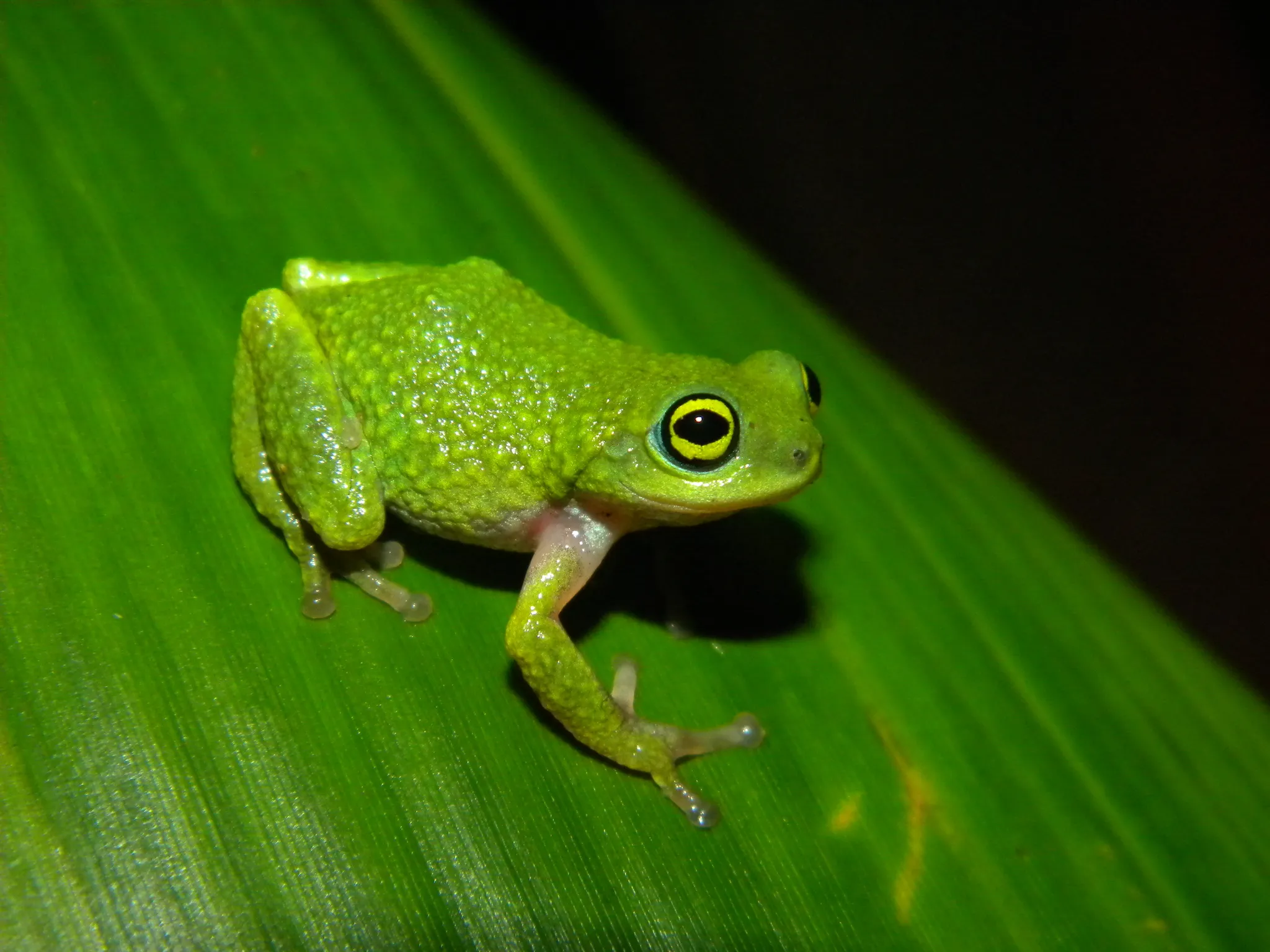 Raorchestes chalazodes, la grenouille aux yeux psychédéliques raorchestes chalazodes la grenouille aux yeux psychedeliques 6 raorchestes-chalazodes-la-grenouille-aux-yeux-psychedeliques-6