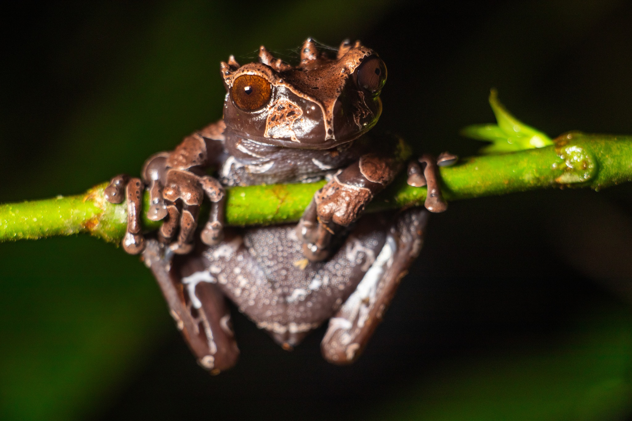 Triprion spinosus : la grenouille à tête épineuse triprion spinosus la grenouille a tete epineuse couronnee 1 triprion-spinosus-la-grenouille-a-tete-epineuse-couronnee-1