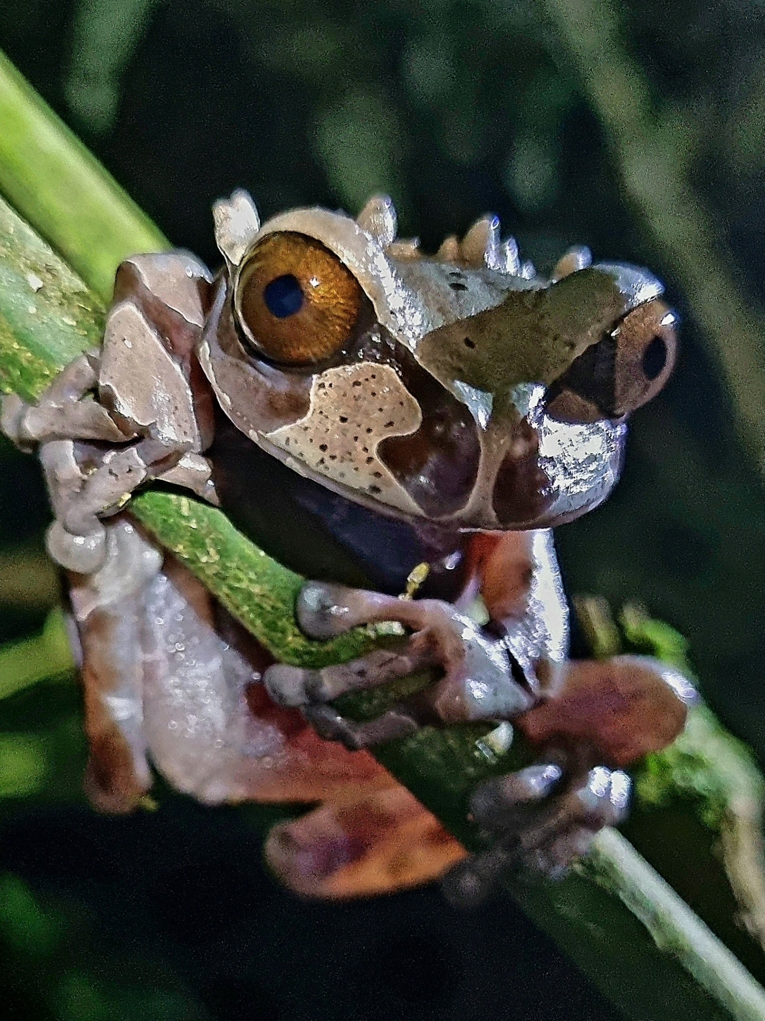 Triprion spinosus : la grenouille à tête épineuse triprion spinosus la grenouille a tete epineuse couronnee 2 triprion-spinosus-la-grenouille-a-tete-epineuse-couronnee-6