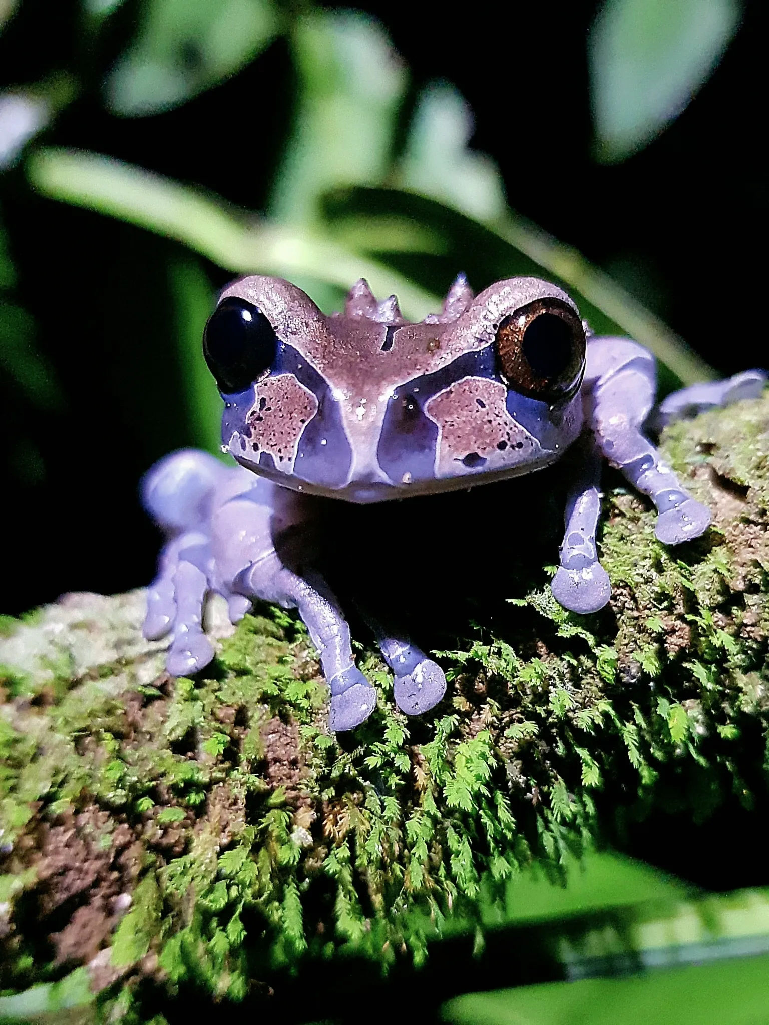 Triprion spinosus : la grenouille à tête épineuse triprion spinosus la grenouille a tete epineuse couronnee 2 triprion-spinosus-la-grenouille-a-tete-epineuse-couronnee-2