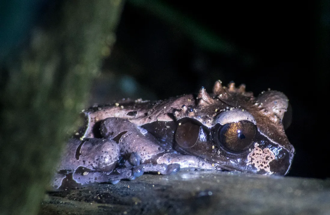 Triprion spinosus : la grenouille à tête épineuse triprion spinosus la grenouille a tete epineuse couronnee 3 triprion-spinosus-la-grenouille-a-tete-epineuse-couronnee-3