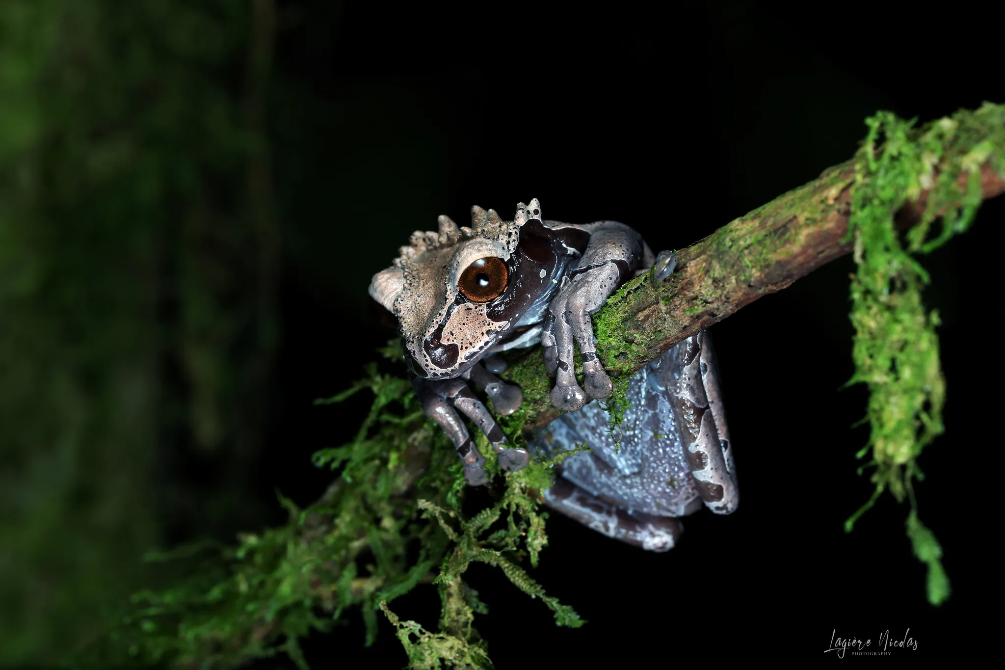 Triprion spinosus : la grenouille à tête épineuse triprion spinosus la grenouille a tete epineuse couronnee 4 triprion-spinosus-la-grenouille-a-tete-epineuse-couronnee-4