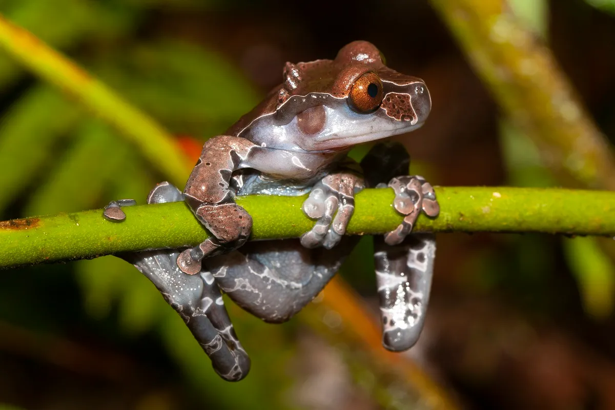 Triprion spinosus : la grenouille à tête épineuse triprion spinosus la grenouille a tete epineuse couronnee 5 triprion-spinosus-la-grenouille-a-tete-epineuse-couronnee-5