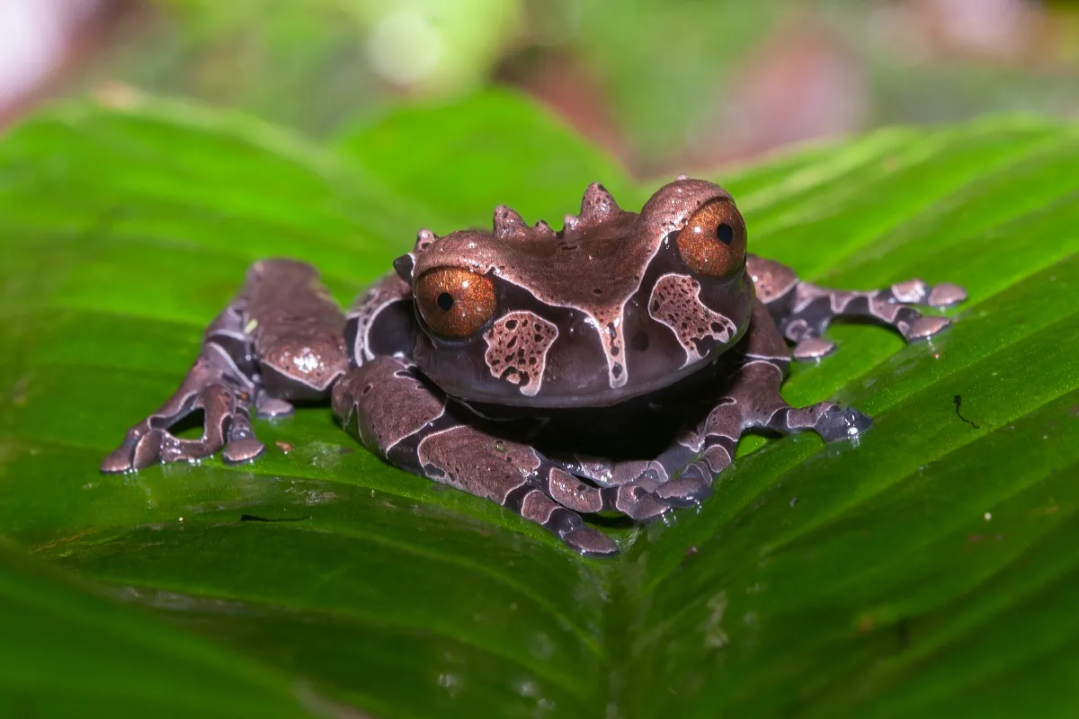 Triprion spinosus : la grenouille à tête épineuse triprion spinosus la grenouille a tete epineuse couronnee 8 triprion-spinosus-la-grenouille-a-tete-epineuse-couronnee-8.