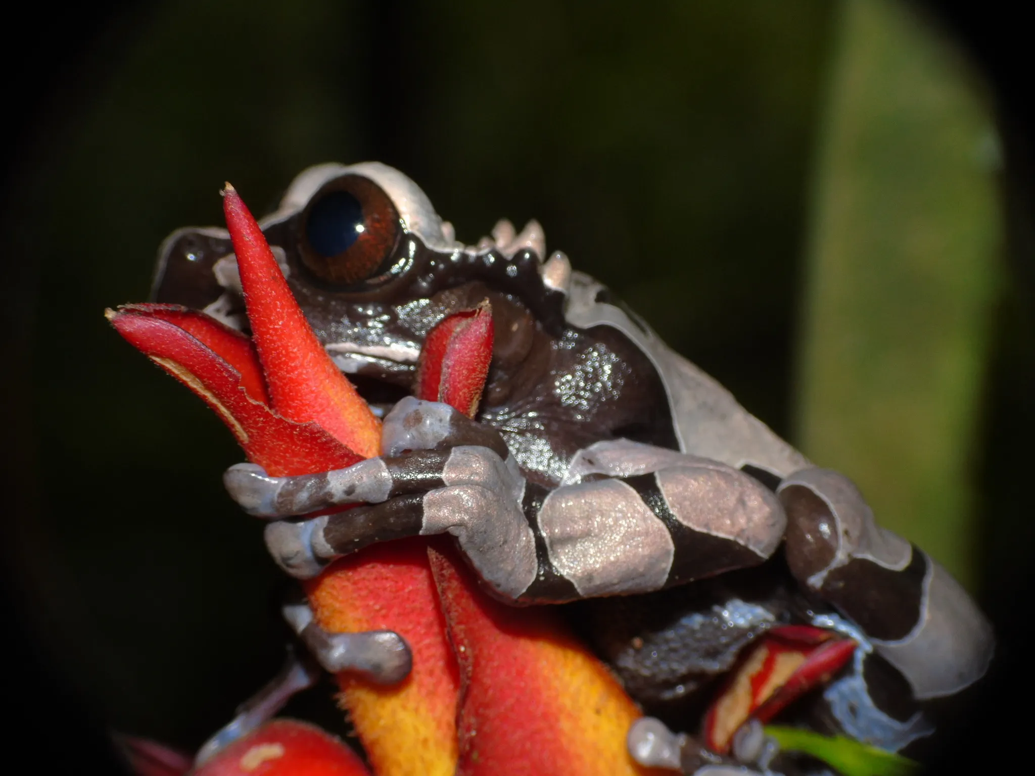 Triprion spinosus : la grenouille à tête épineuse triprion spinosus la grenouille a tete epineuse couronnee 9 triprion-spinosus-la-grenouille-a-tete-epineuse-couronnee-9